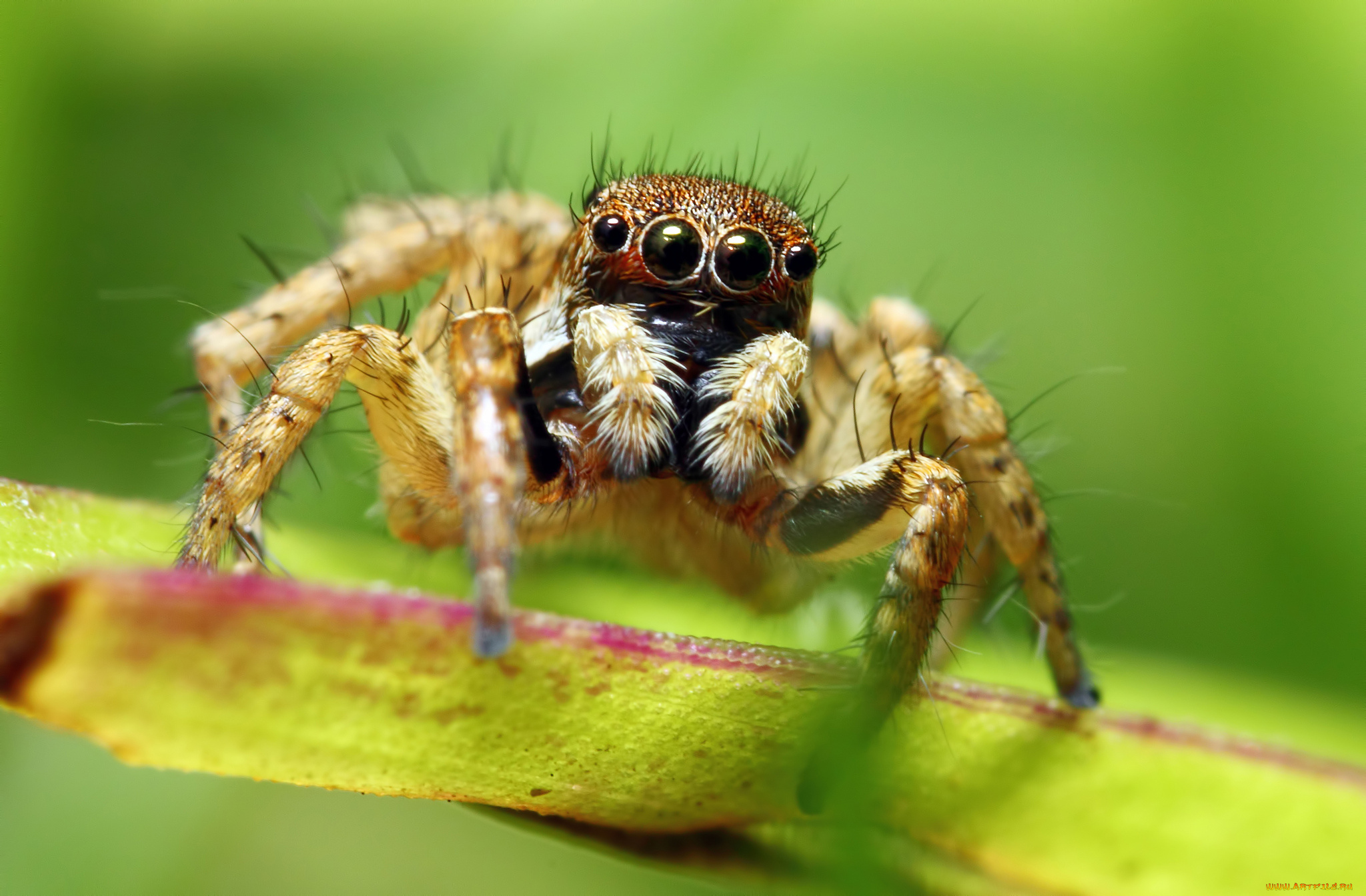 животные, пауки, макросъемка, паук, глаза