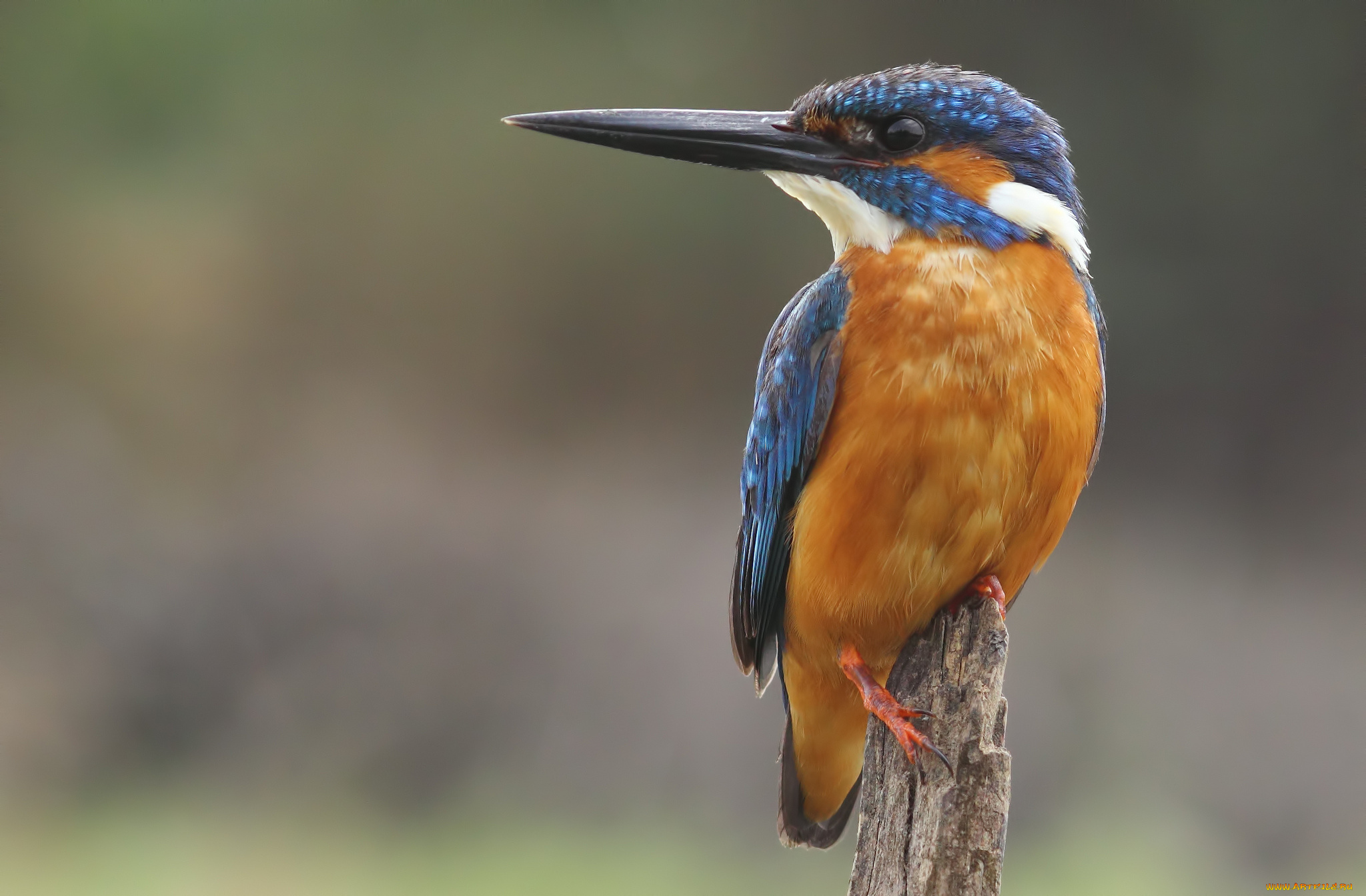 животные, зимородки, рыболов