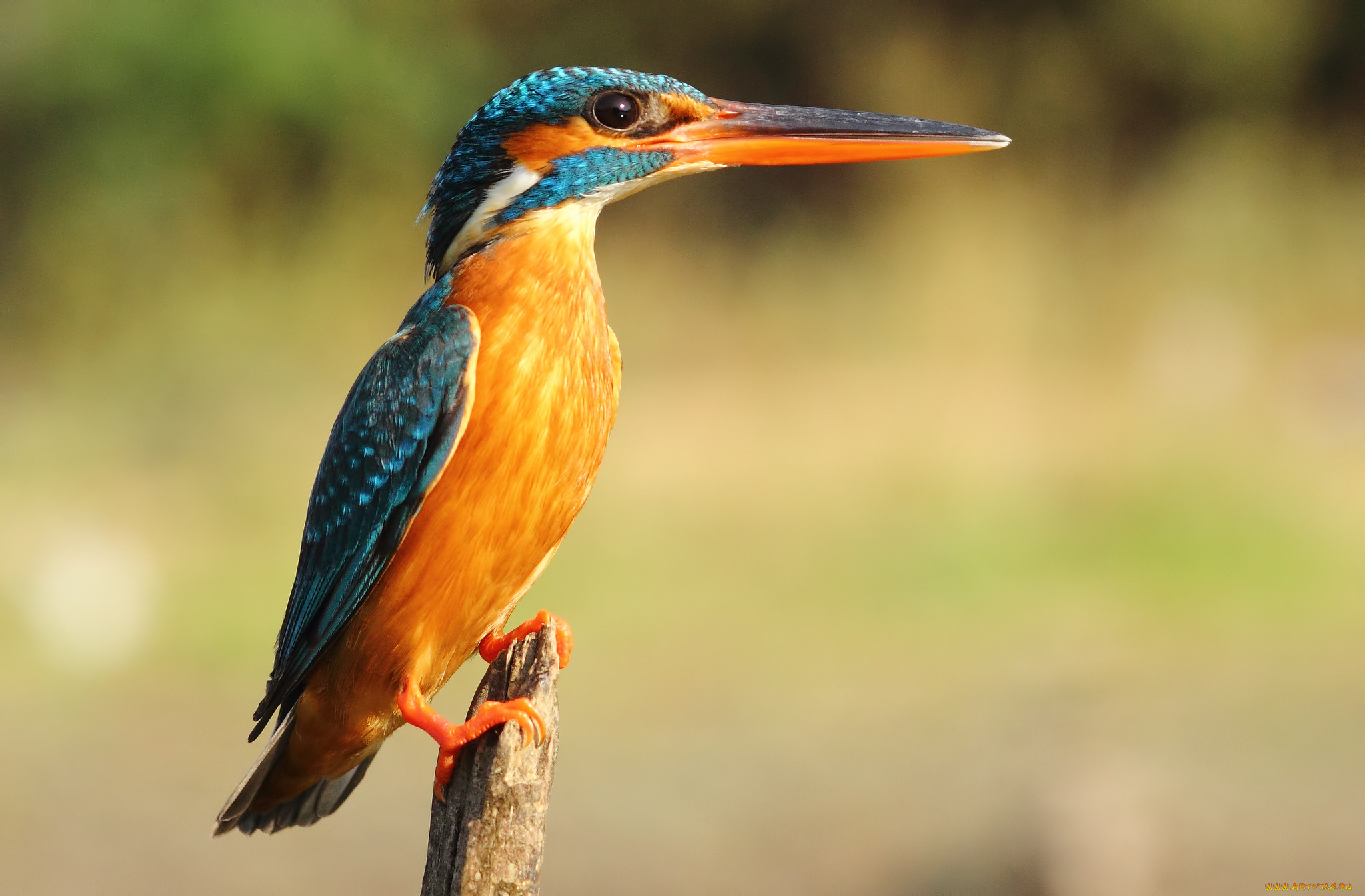 животные, зимородки, рыболов