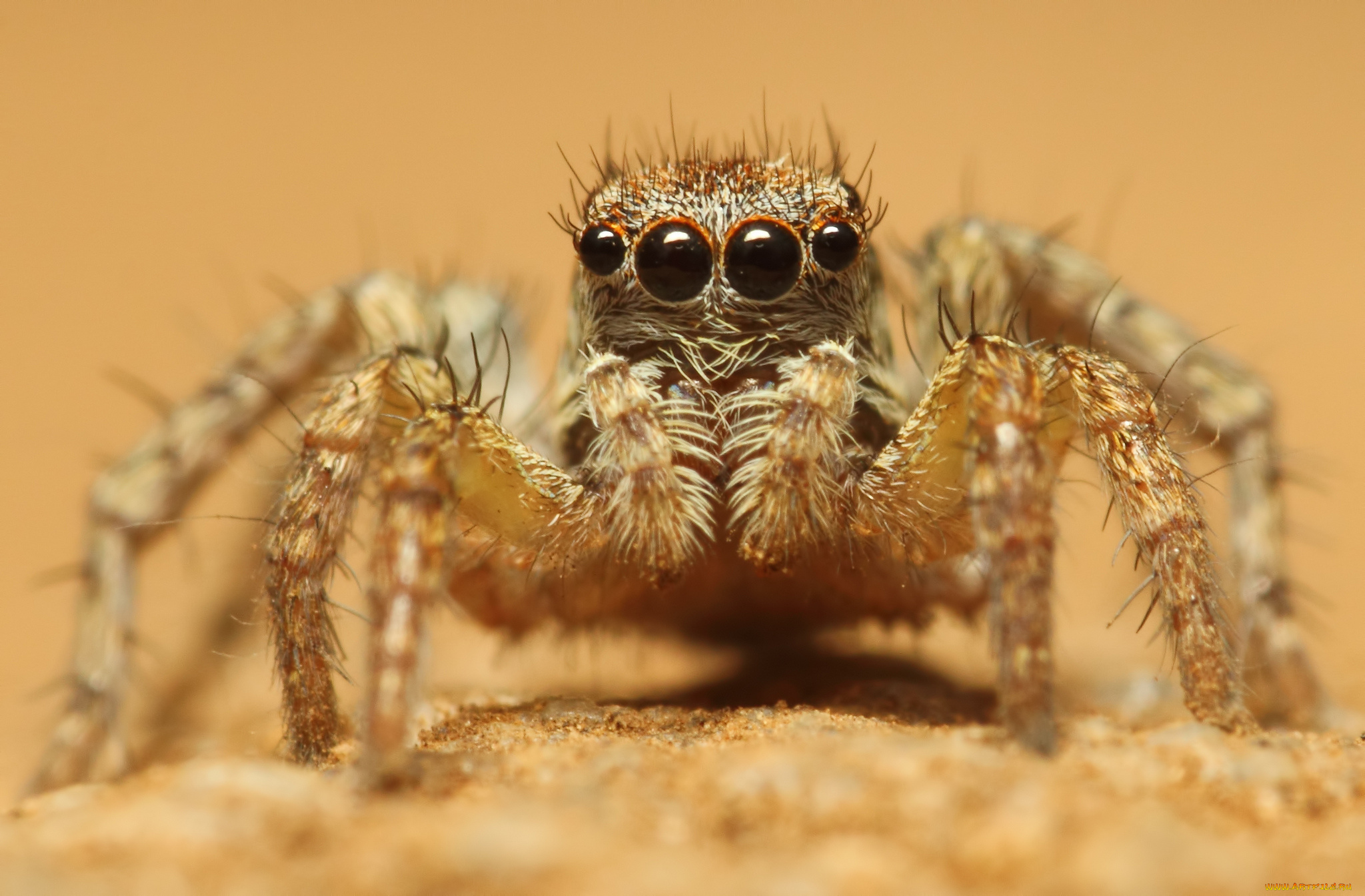 животные, пауки, глаза, макросъемка, паук