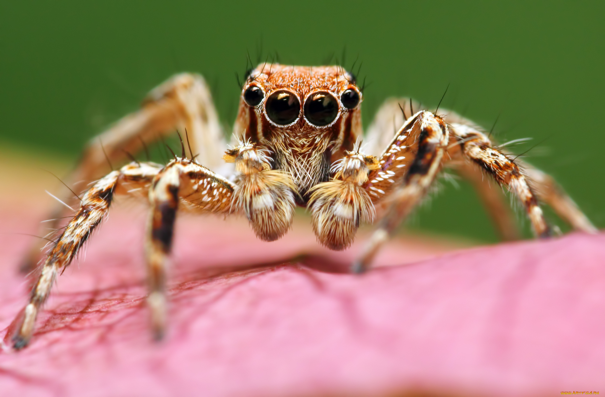 животные, пауки, макросъемка, глаза, паук
