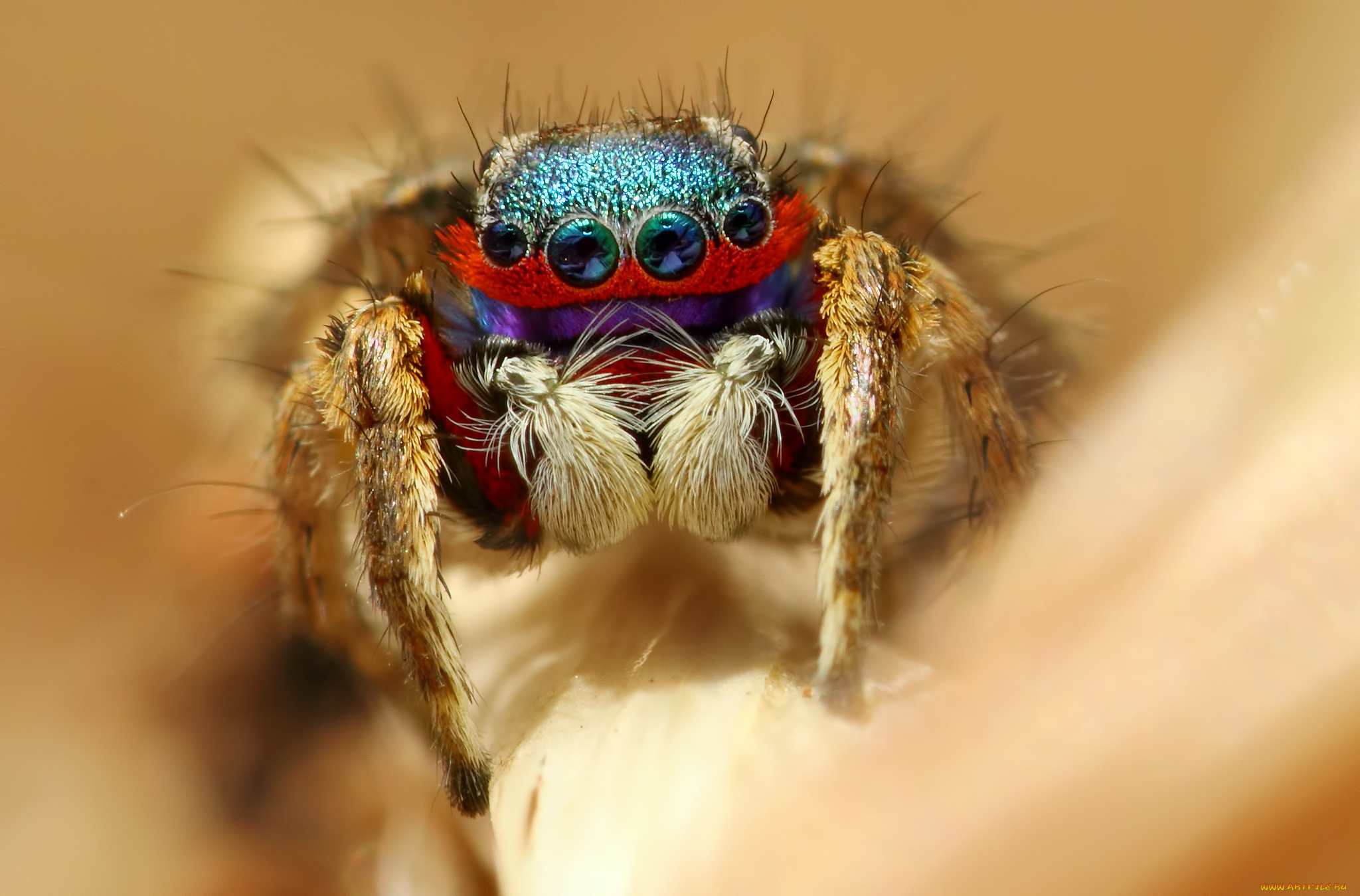 животные, пауки, макросъемка, глаза, паук