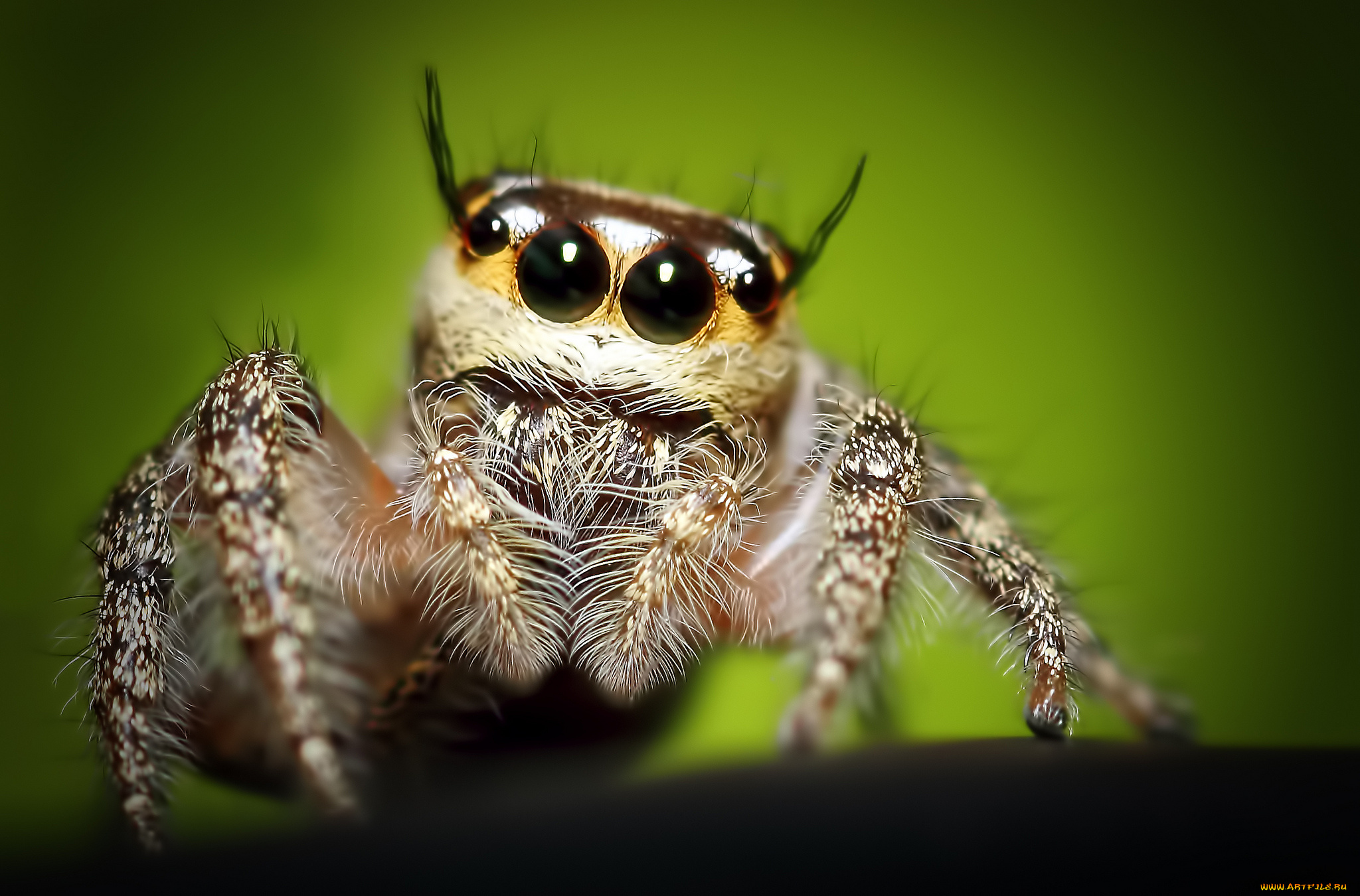 животные, пауки, глаза, паук, макросъемка