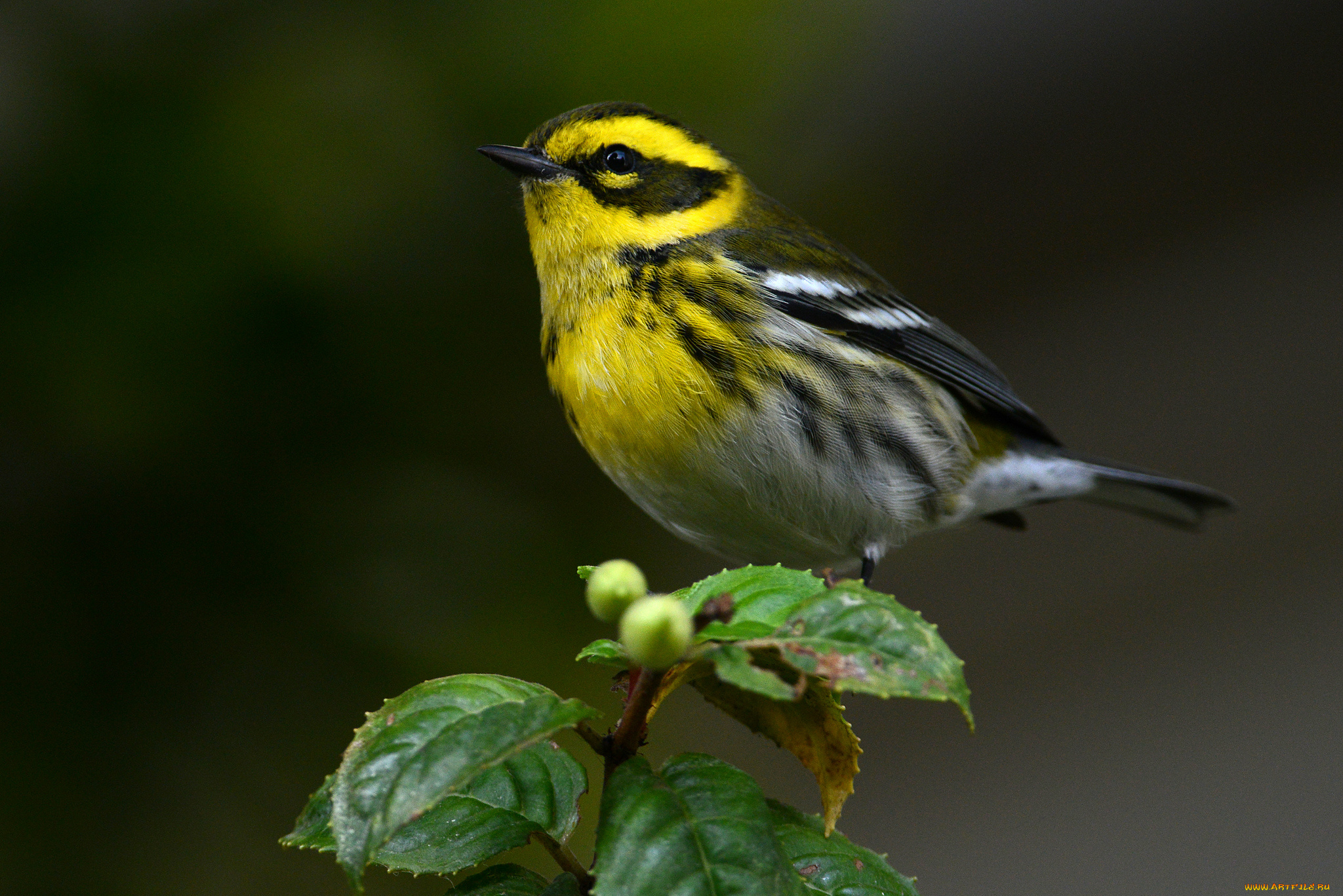 животные, птицы, птица, листья