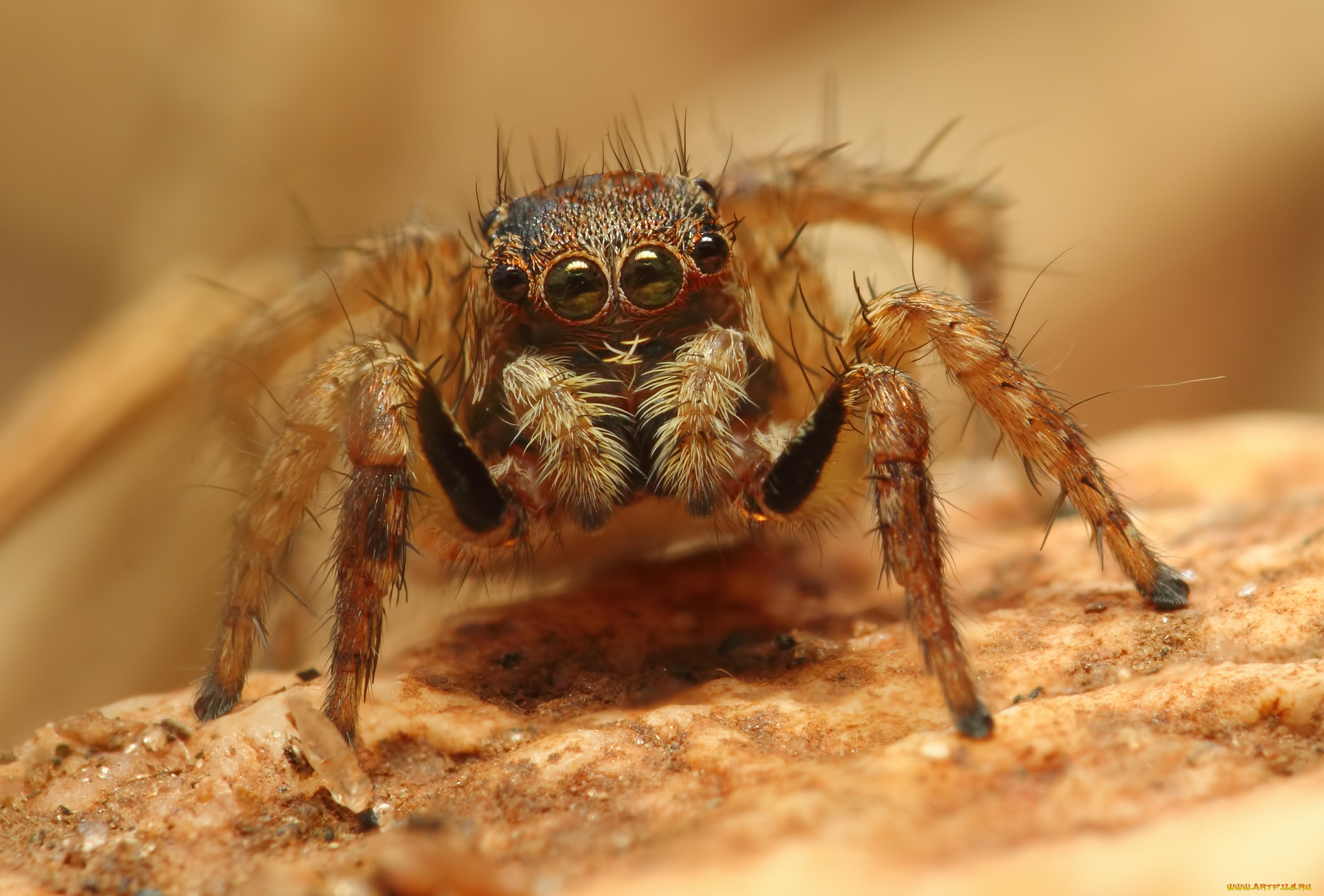 животные, пауки, паук, макросъемка, глаза