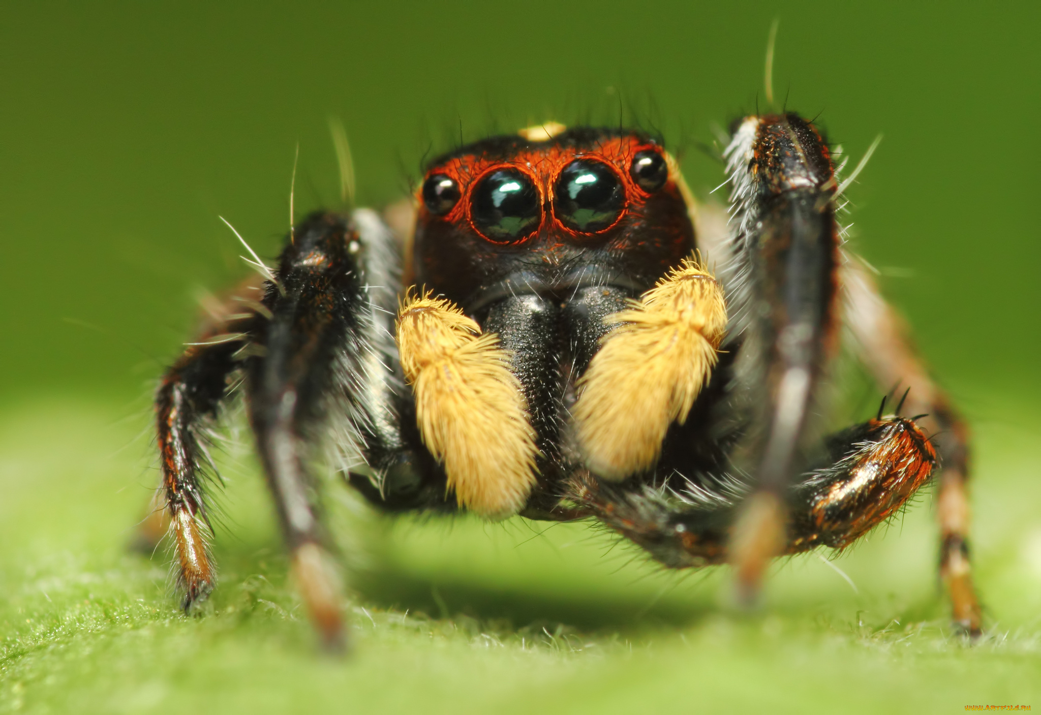 животные, пауки, макросъемка, глаза, паук