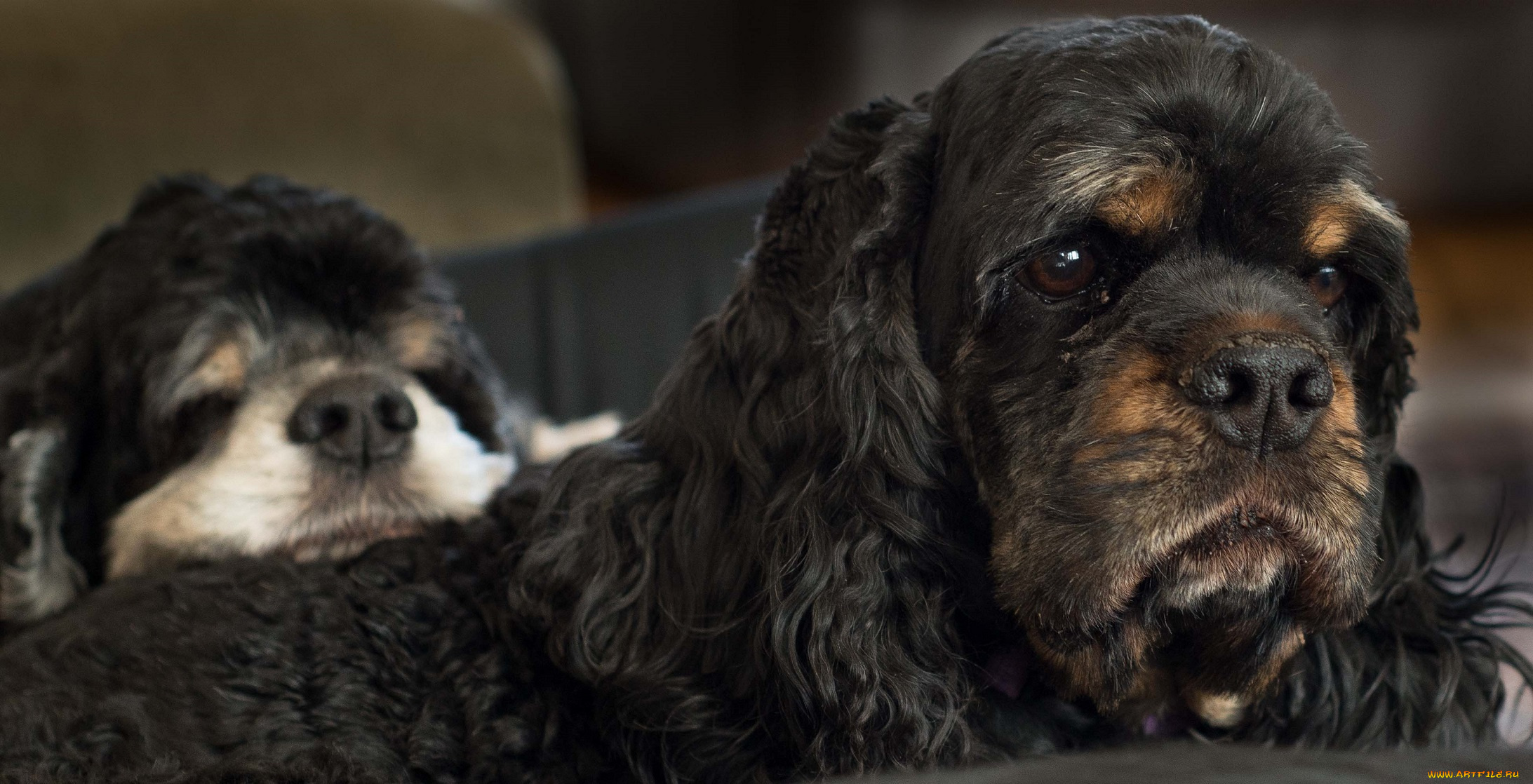 животные, собаки, коричневые, кучерявые