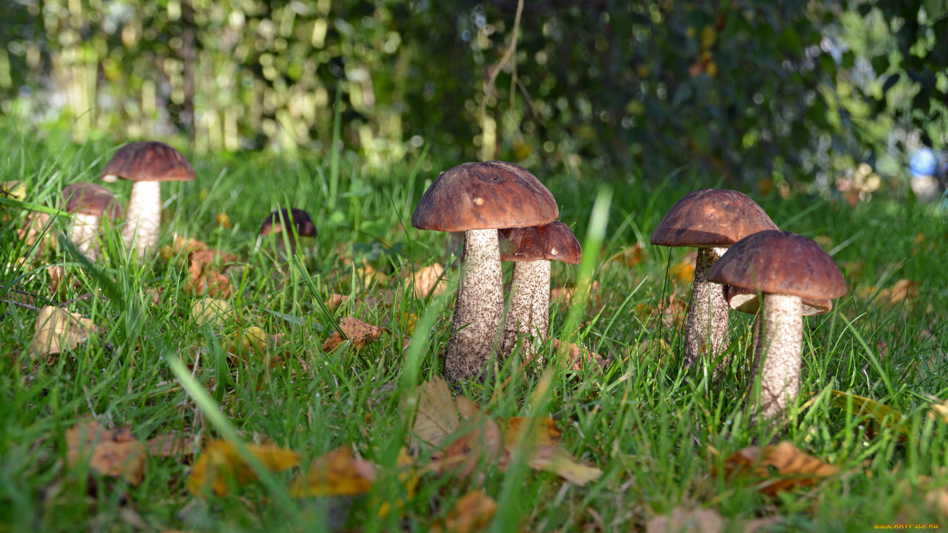 природа, грибы, подберезовики