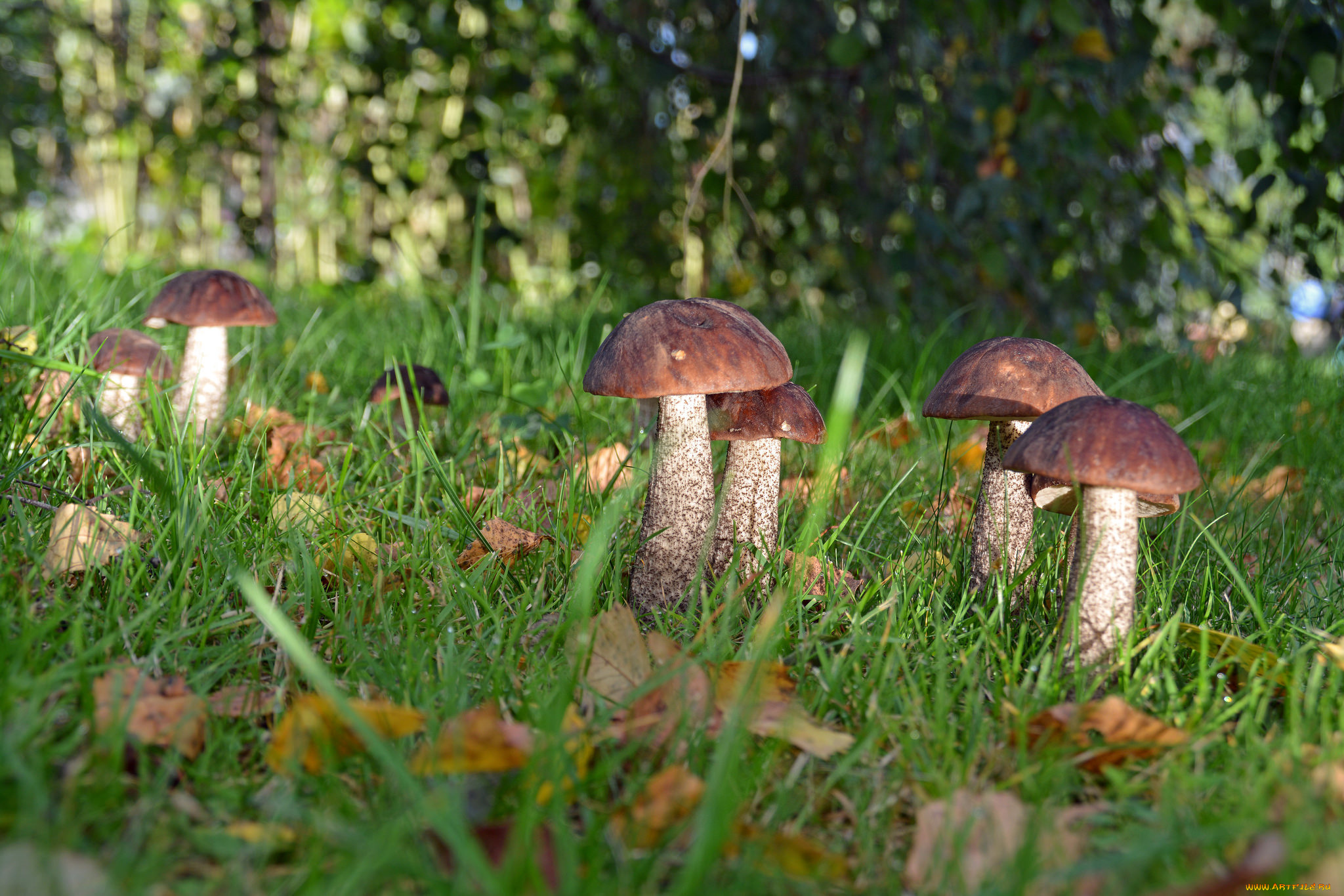 природа, грибы, подберезовики