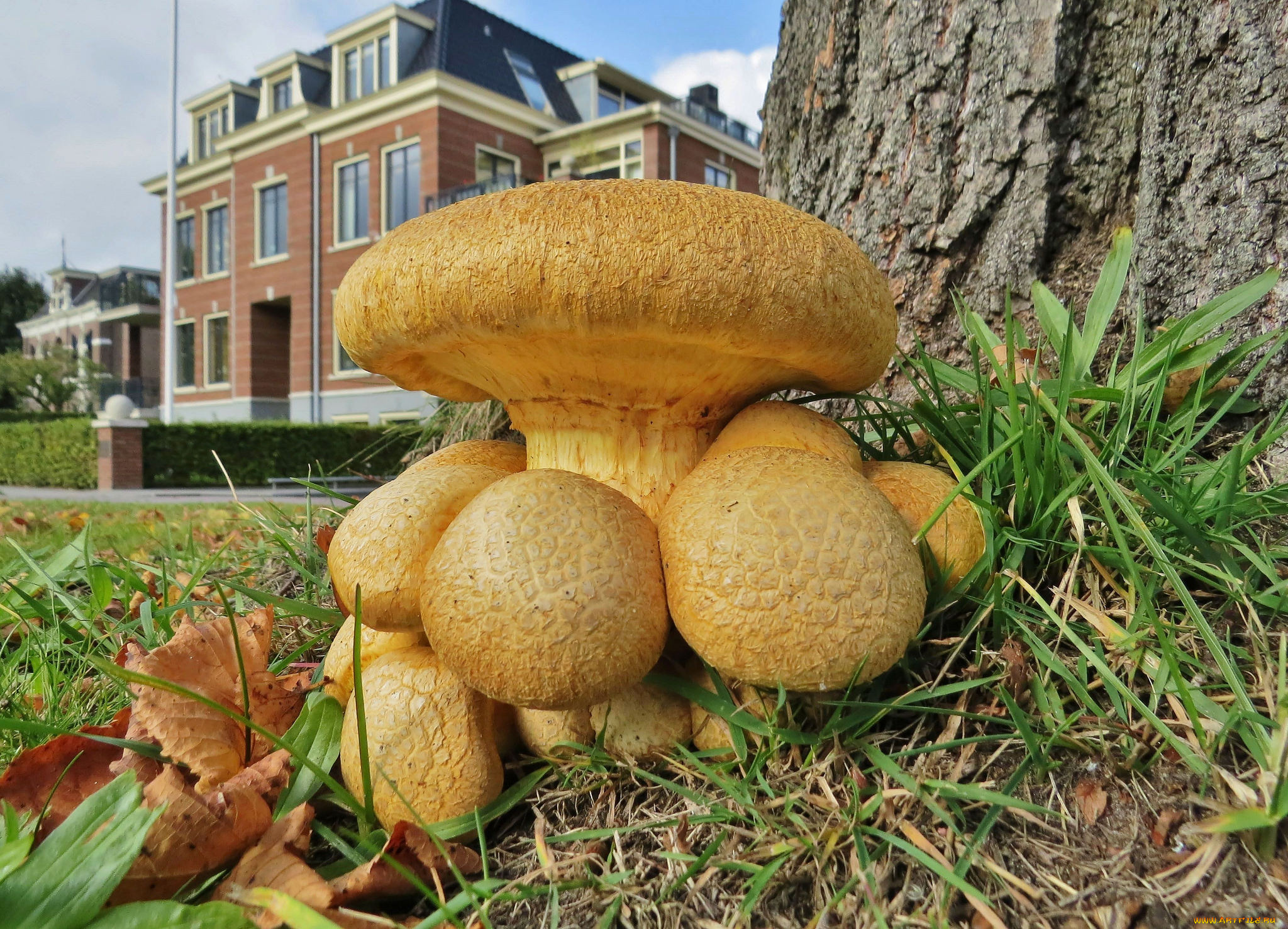 природа, грибы, семейка