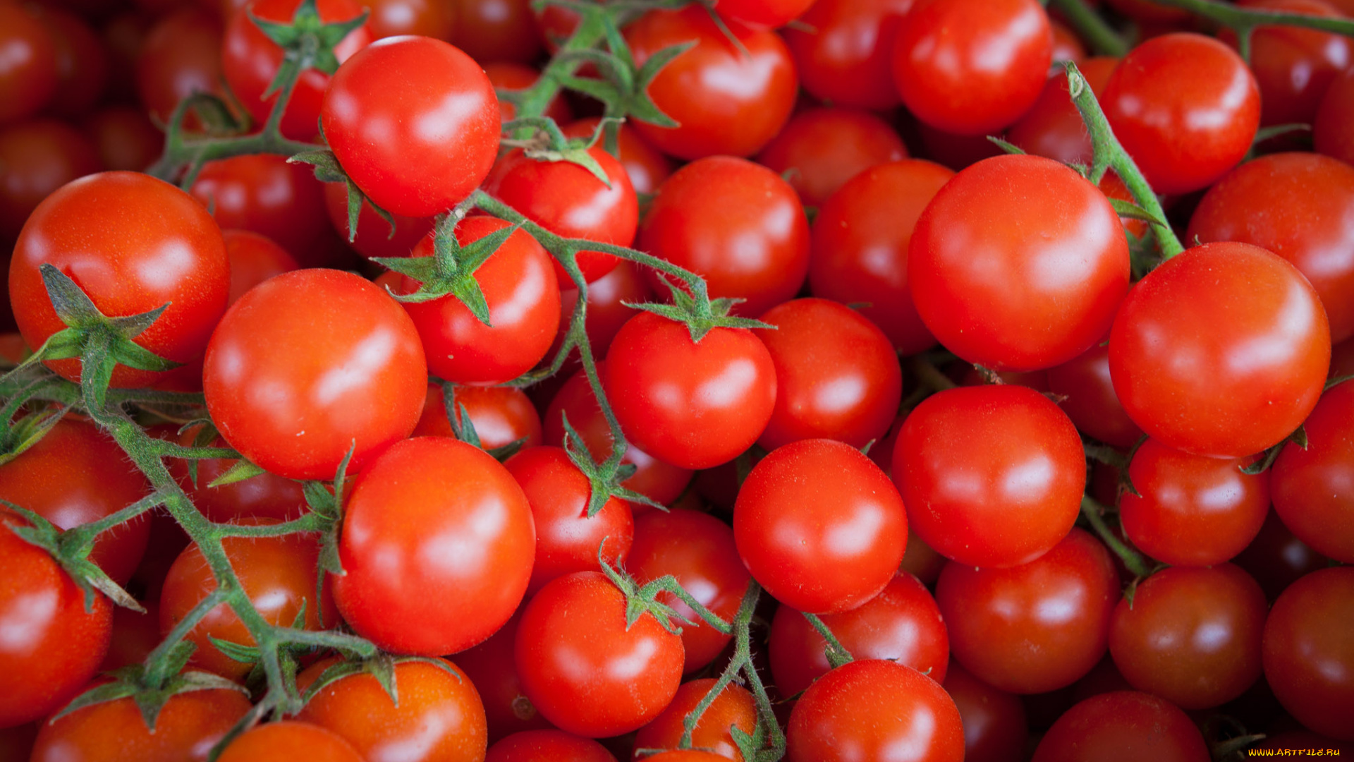 еда, помидоры, томаты