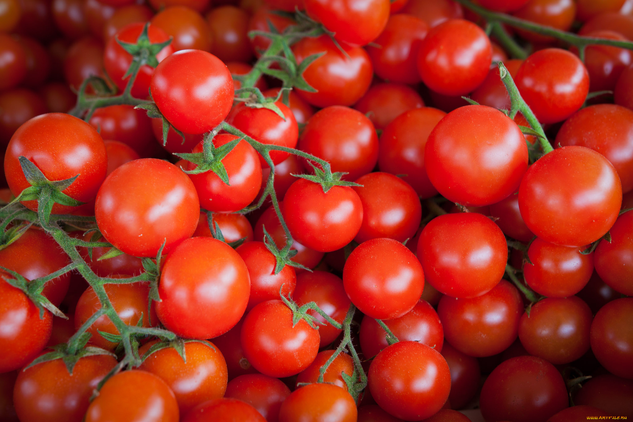 еда, помидоры, томаты