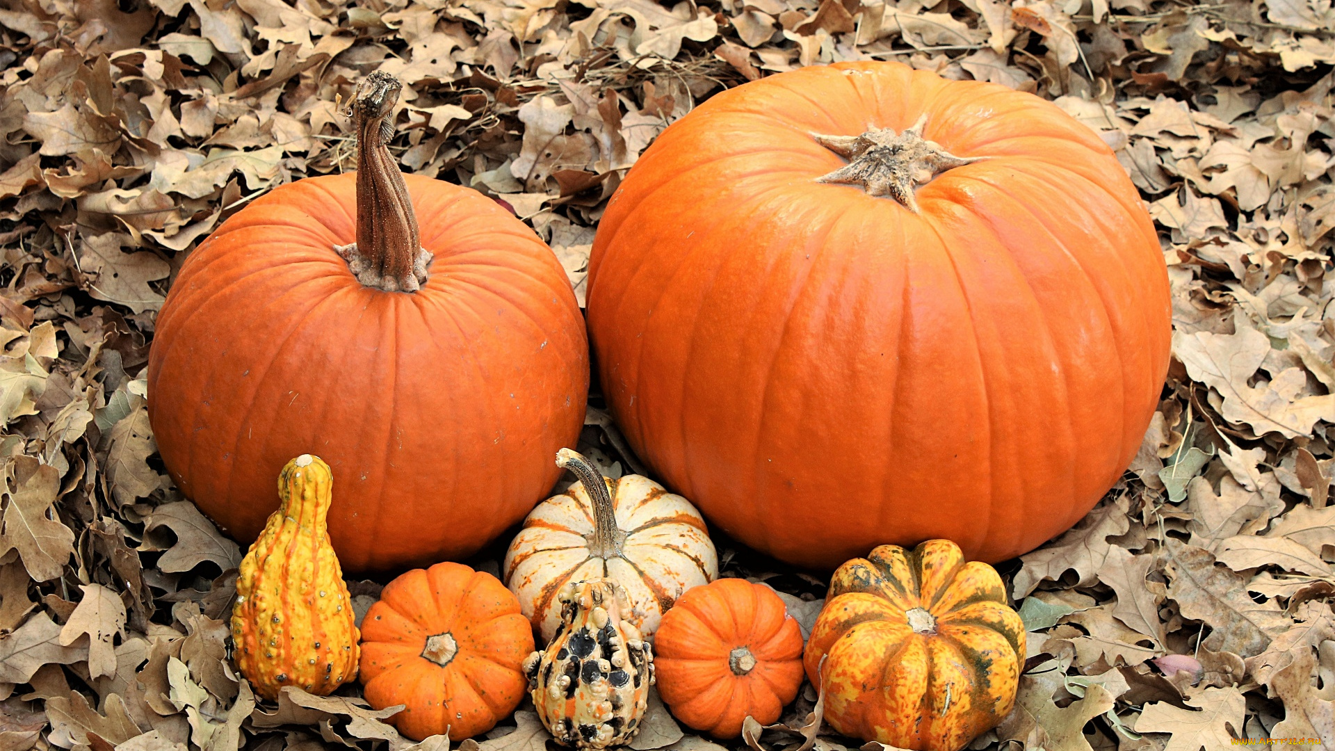 еда, тыква, листья, урожай