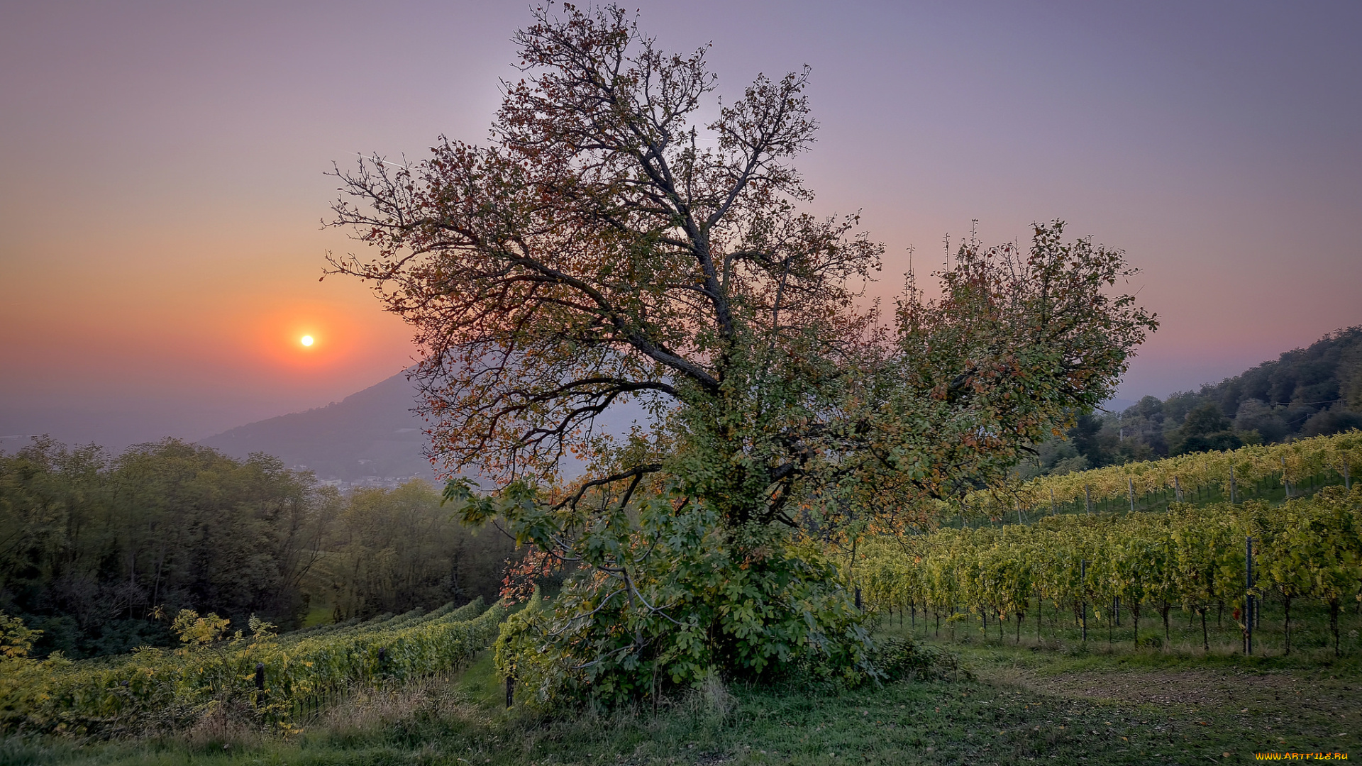 природа, деревья, простор