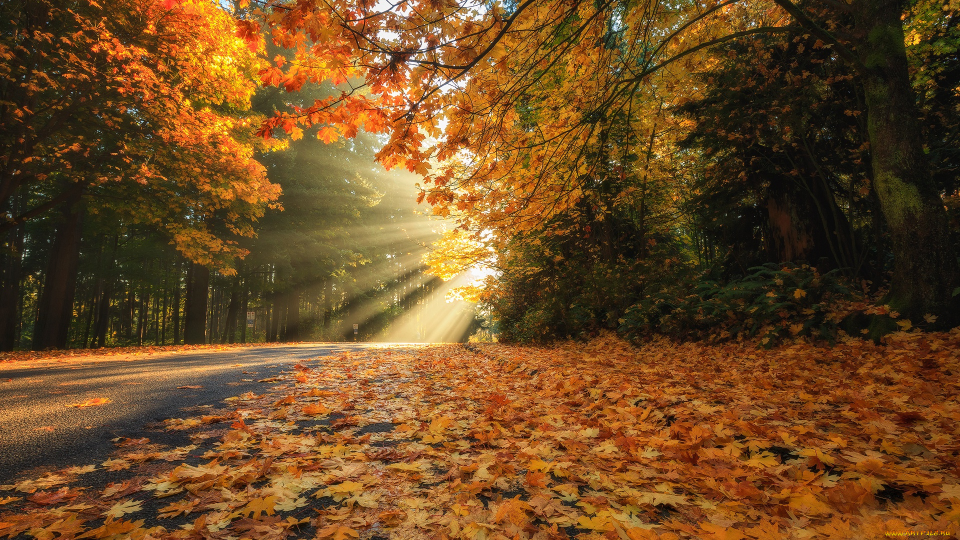 природа, дороги, листья, деревья, лучи, british, columbia, дорога, stanley, park, vancouver, canada, канада, осень, лес, парк, стэнли, британская, колумбия, листва, ванкувер
