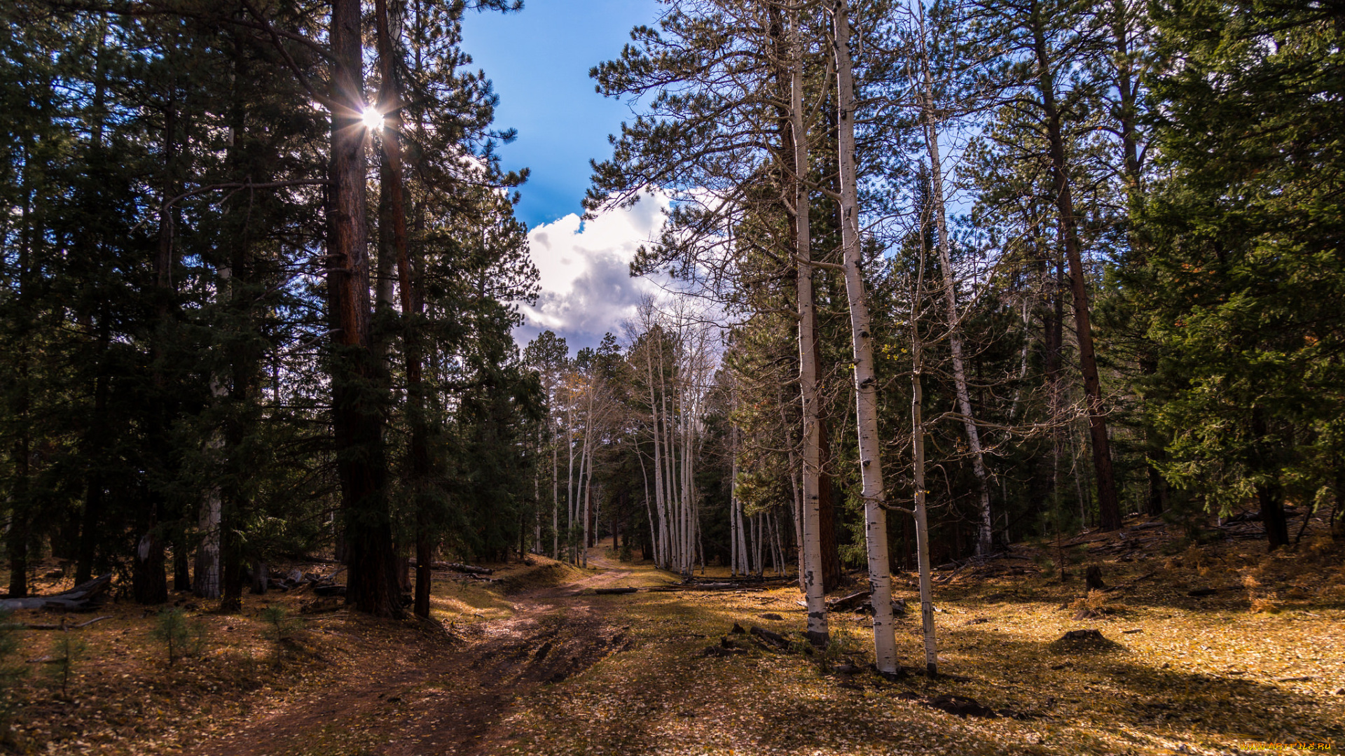 природа, лес, простор