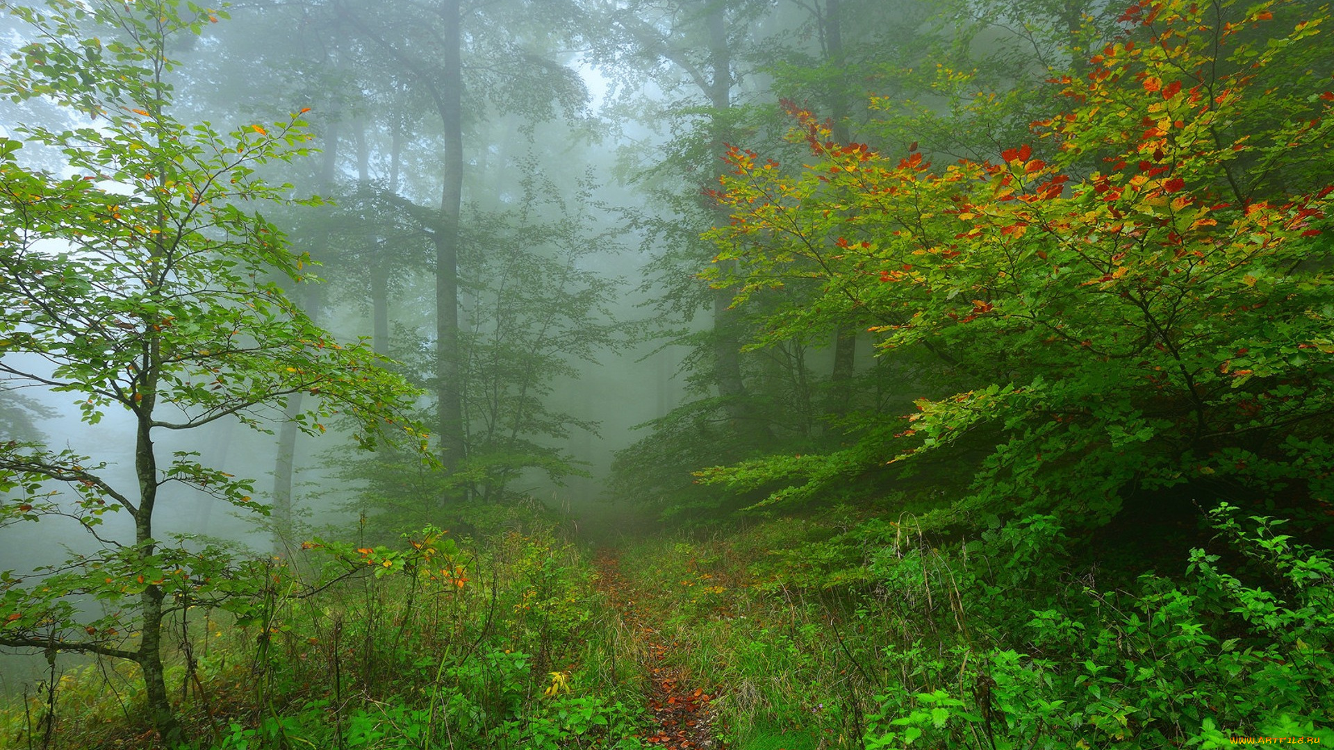 природа, лес, простор