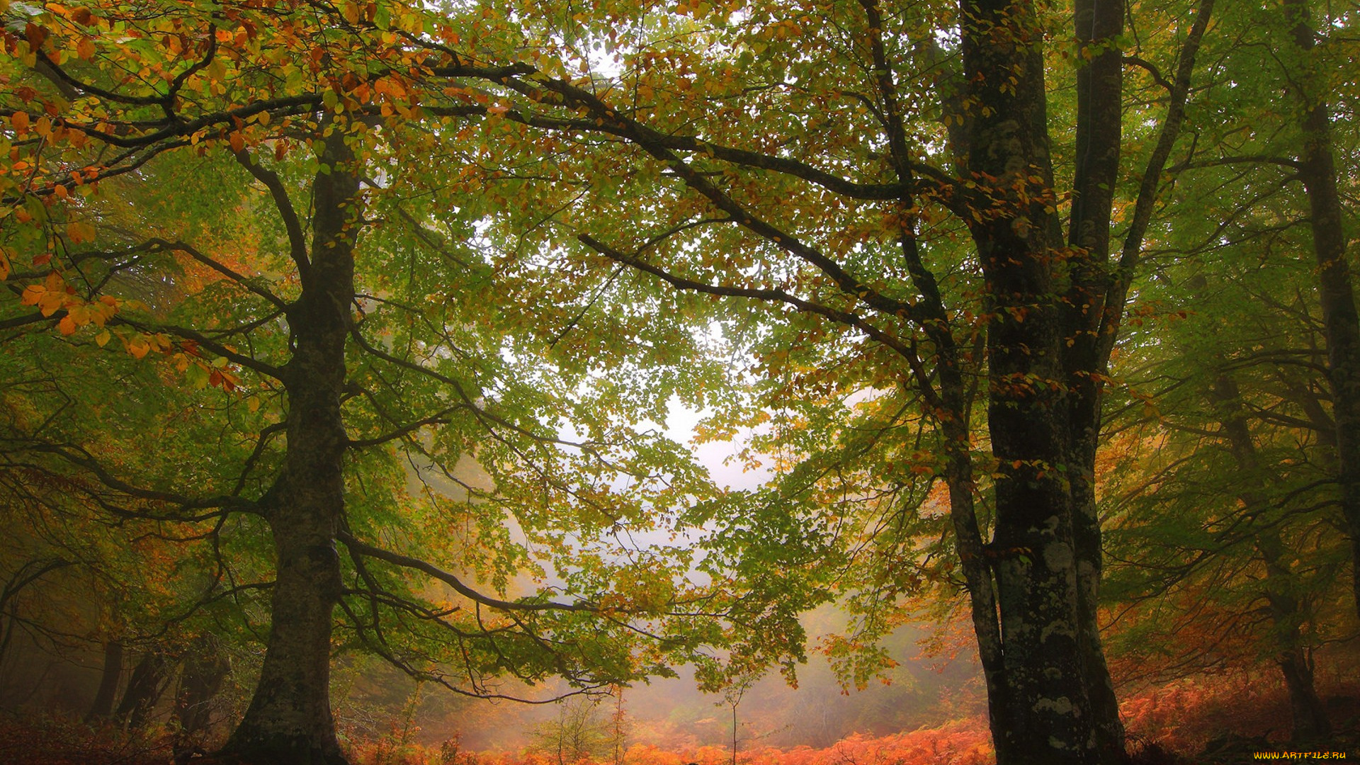 природа, лес, простор