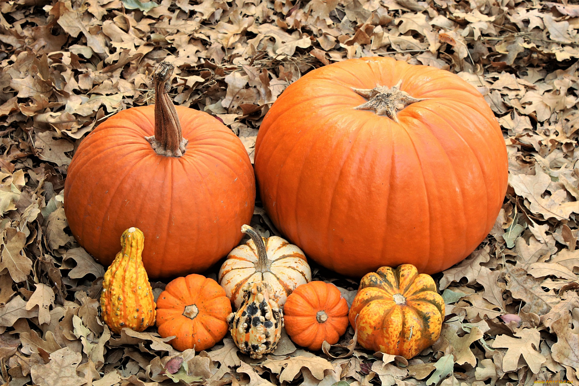 еда, тыква, листья, урожай