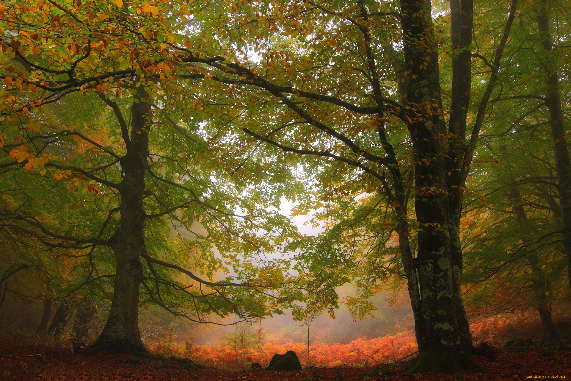 природа, лес, простор