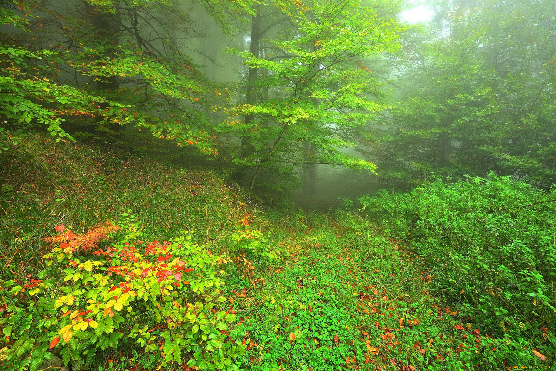 природа, лес, простор