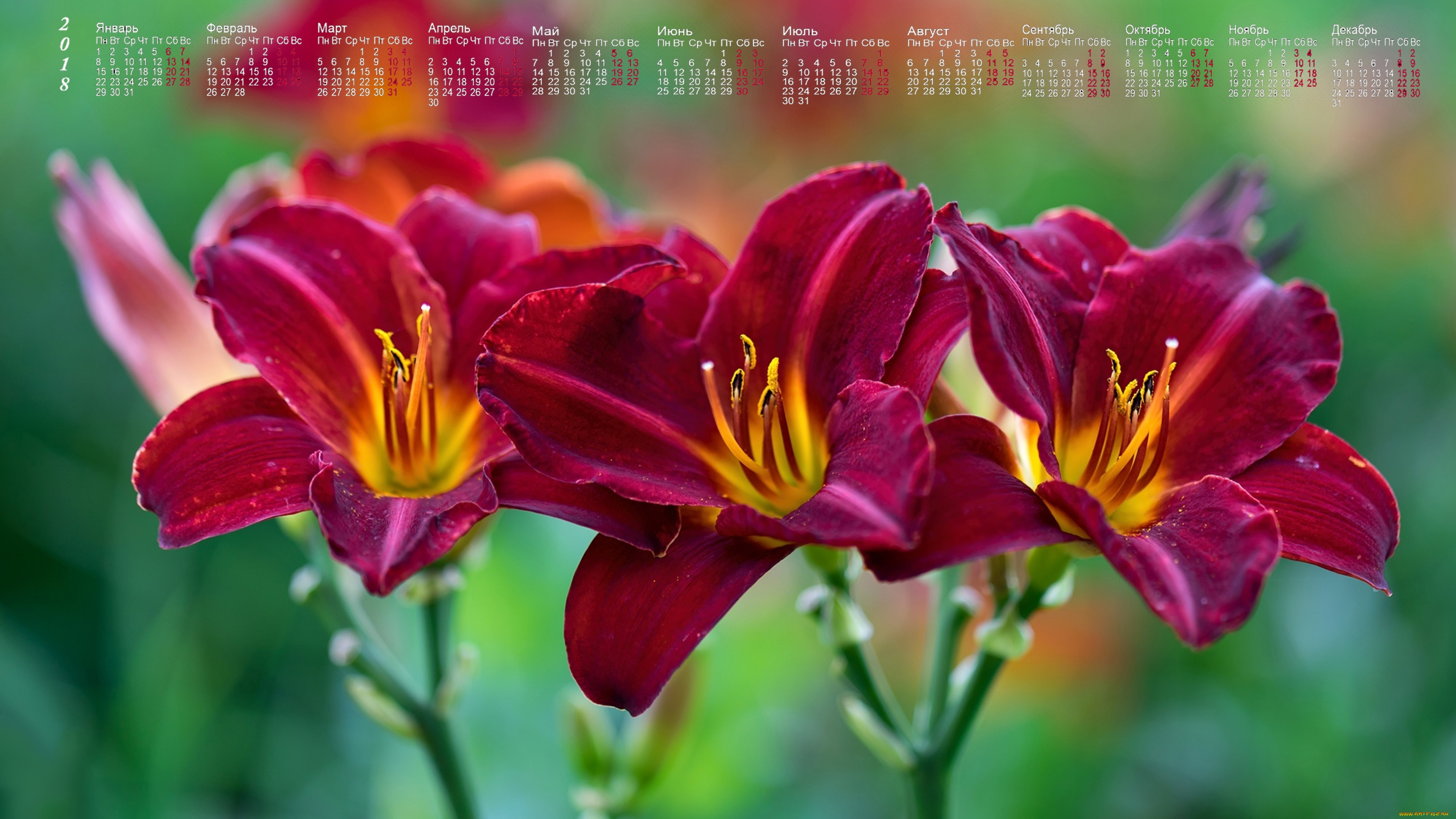 календари, цветы, лепестки, 2018