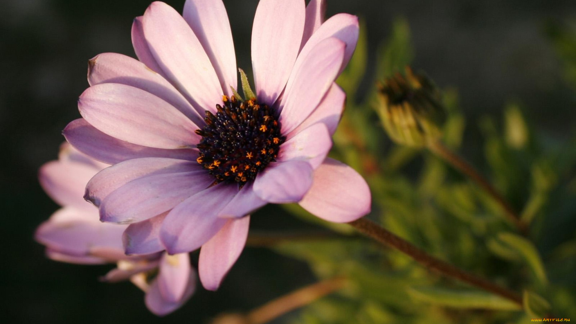 цветы, диморфотеки, розовый, цветок, бутон