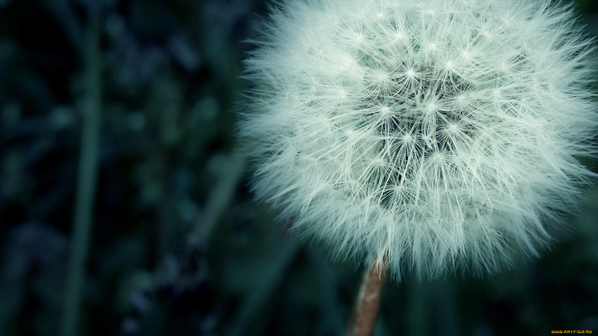 цветы, одуванчики, одуванчик, белый, трава