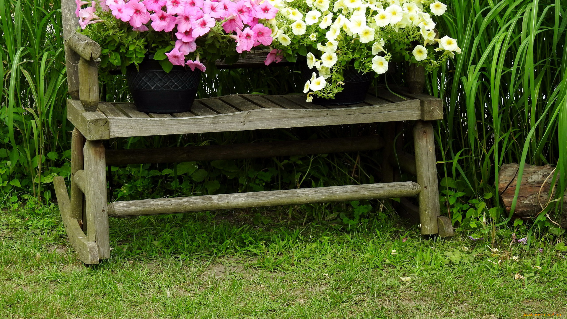 цветы, петунии, , калибрахоа, петуния