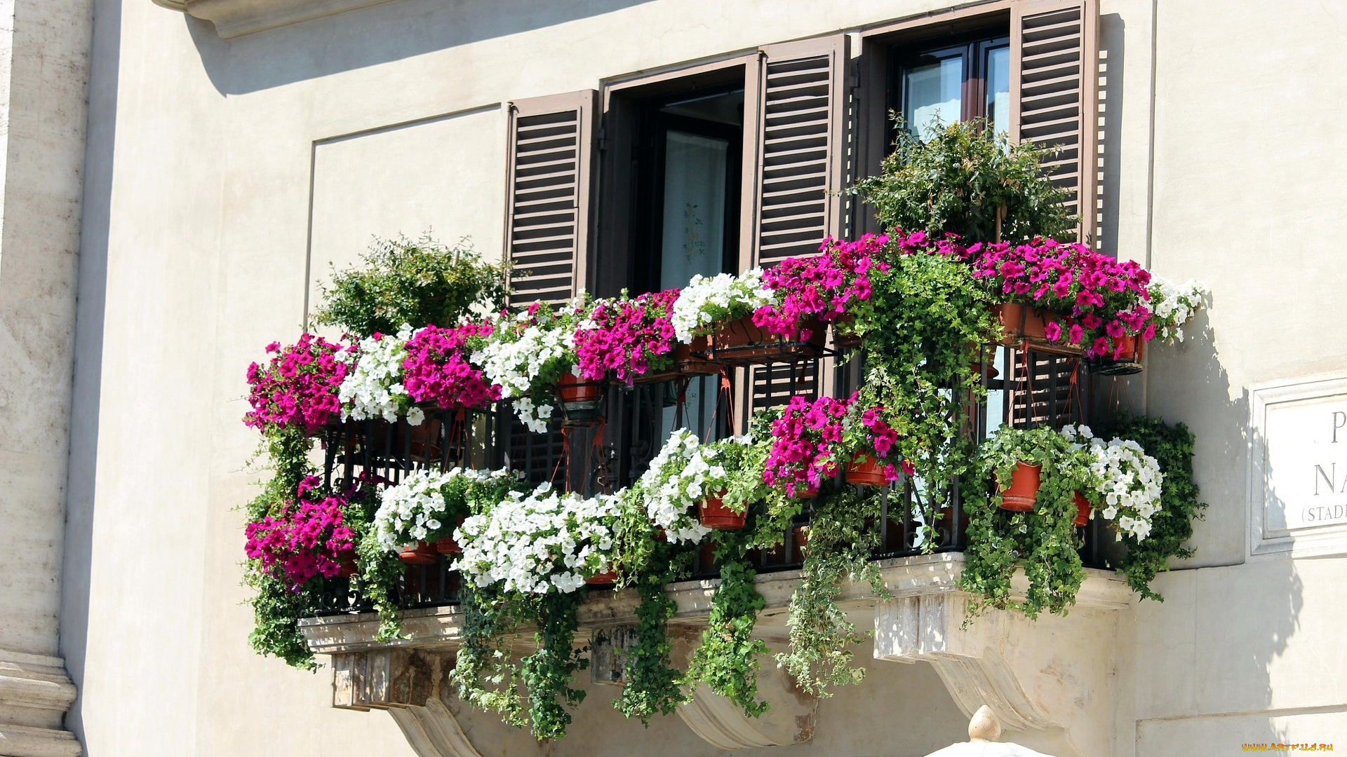 цветы, петунии, , калибрахоа, петуния