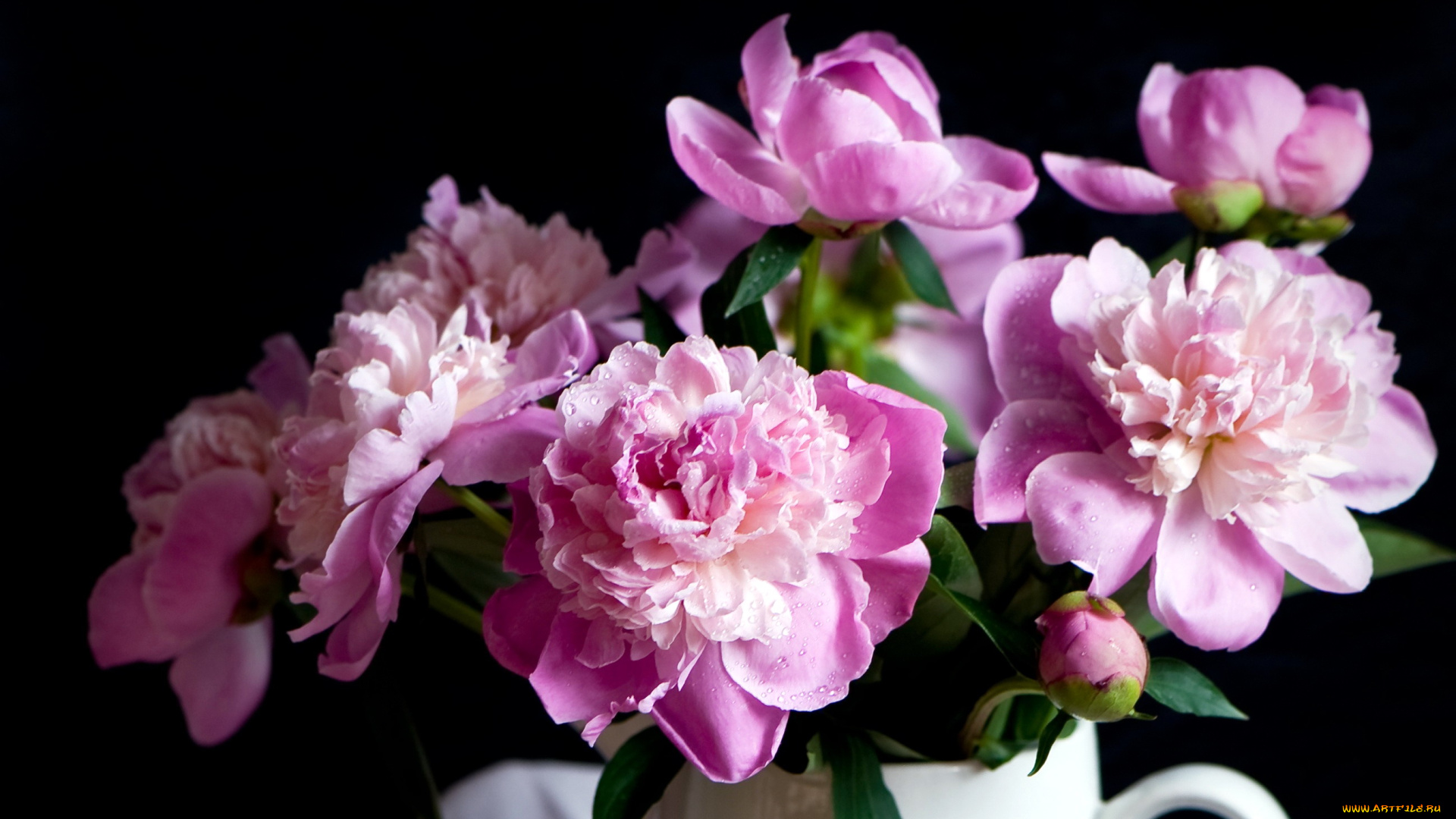 цветы, пионы, букет