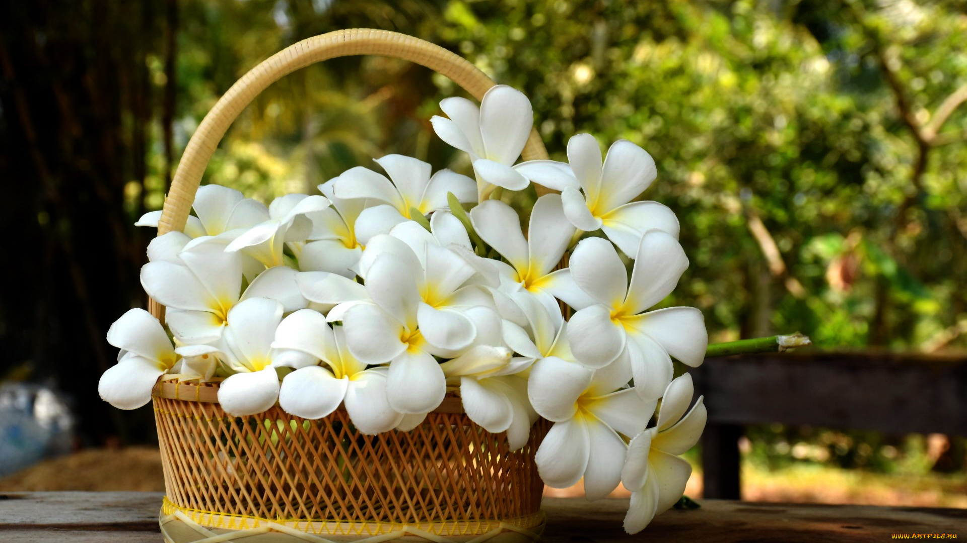 цветы, плюмерия, букет, корзинка