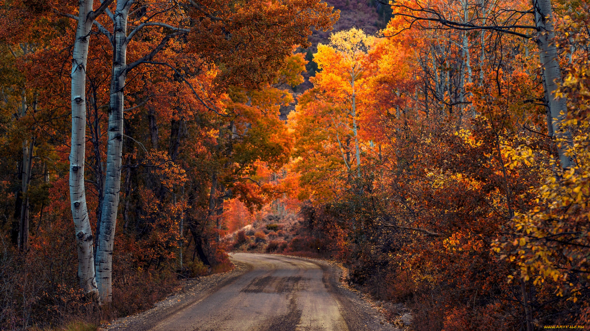 природа, дороги, лес, осень, дорога