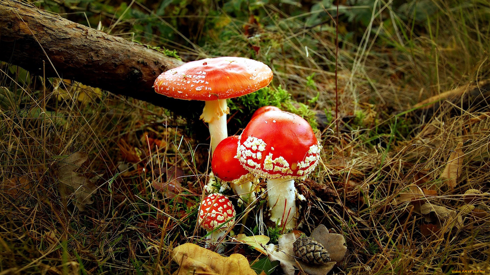 природа, грибы, , мухомор, семейка, грибная