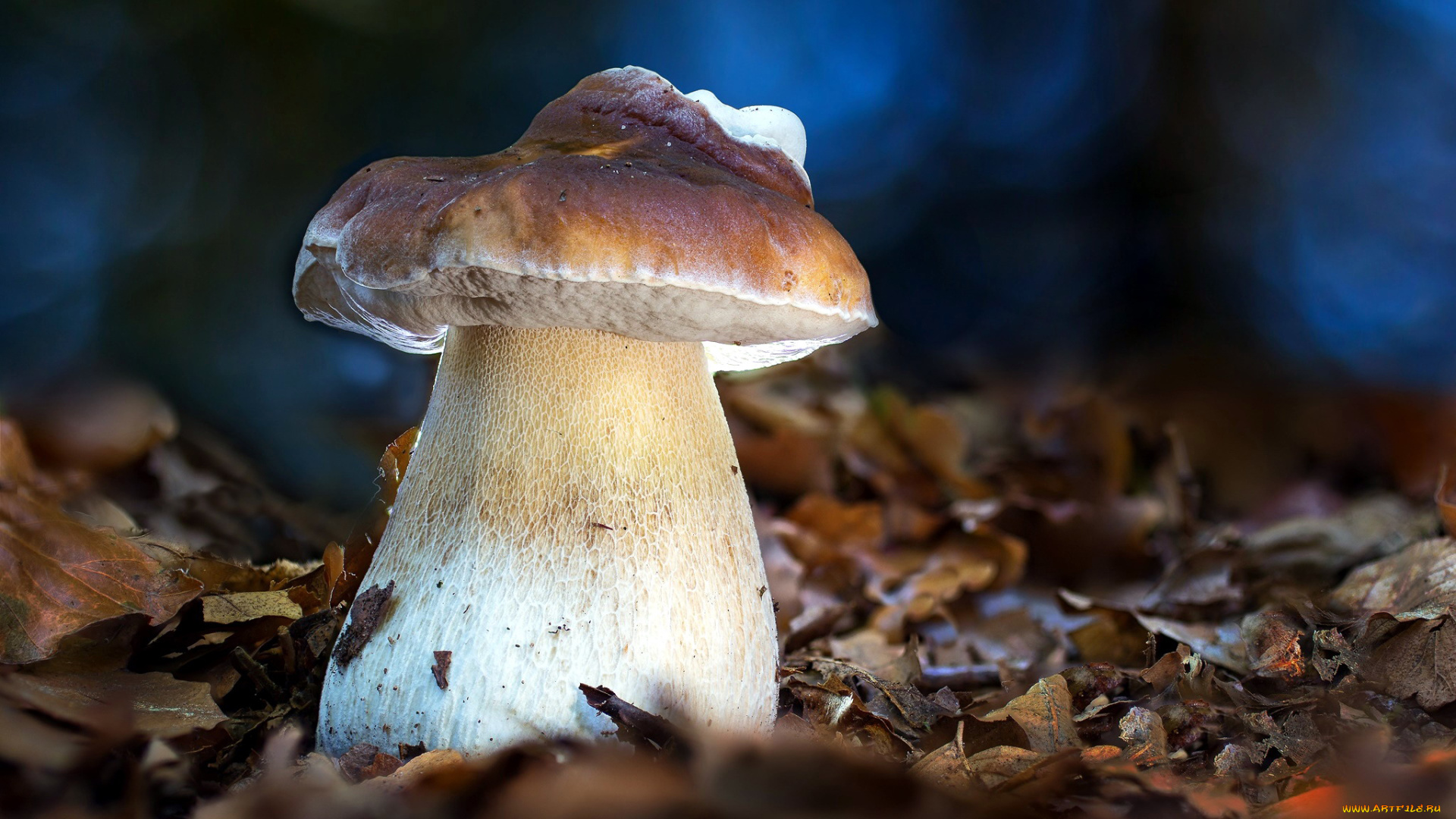 природа, грибы, боровик