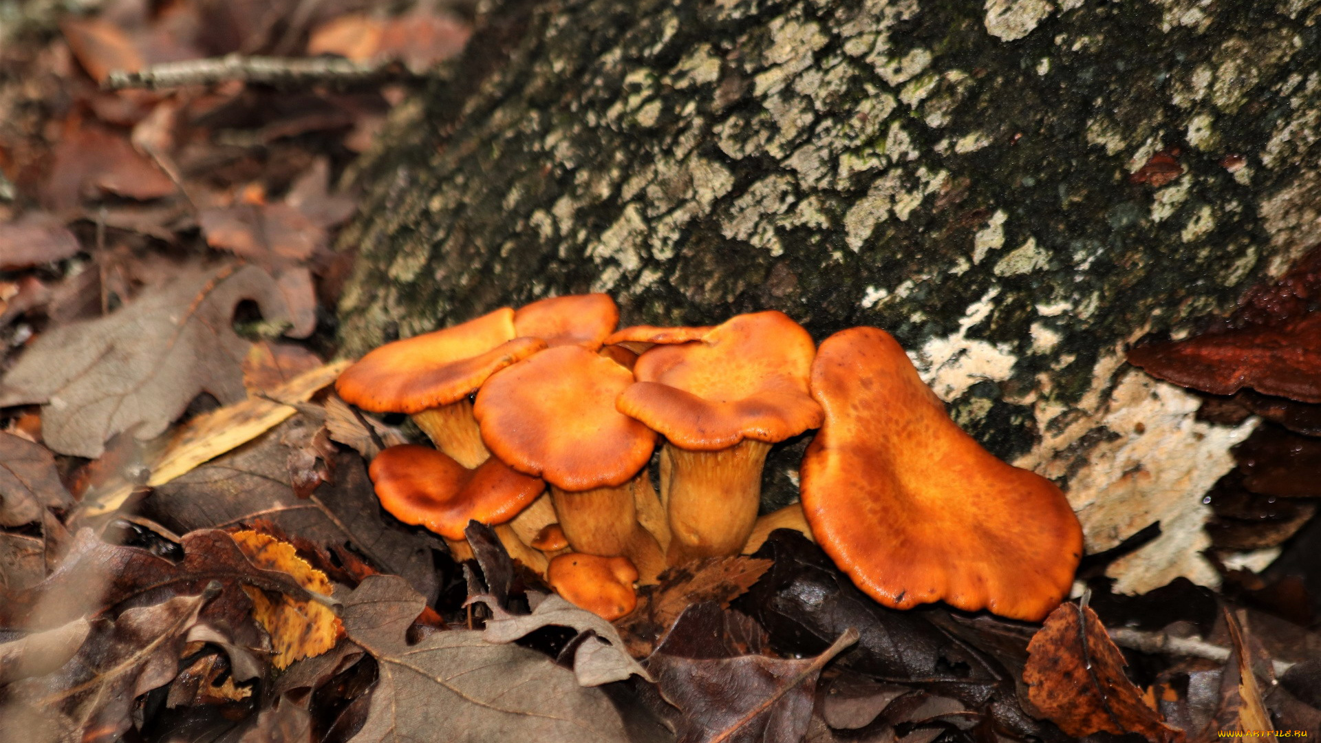 природа, грибы, семейка, грибная