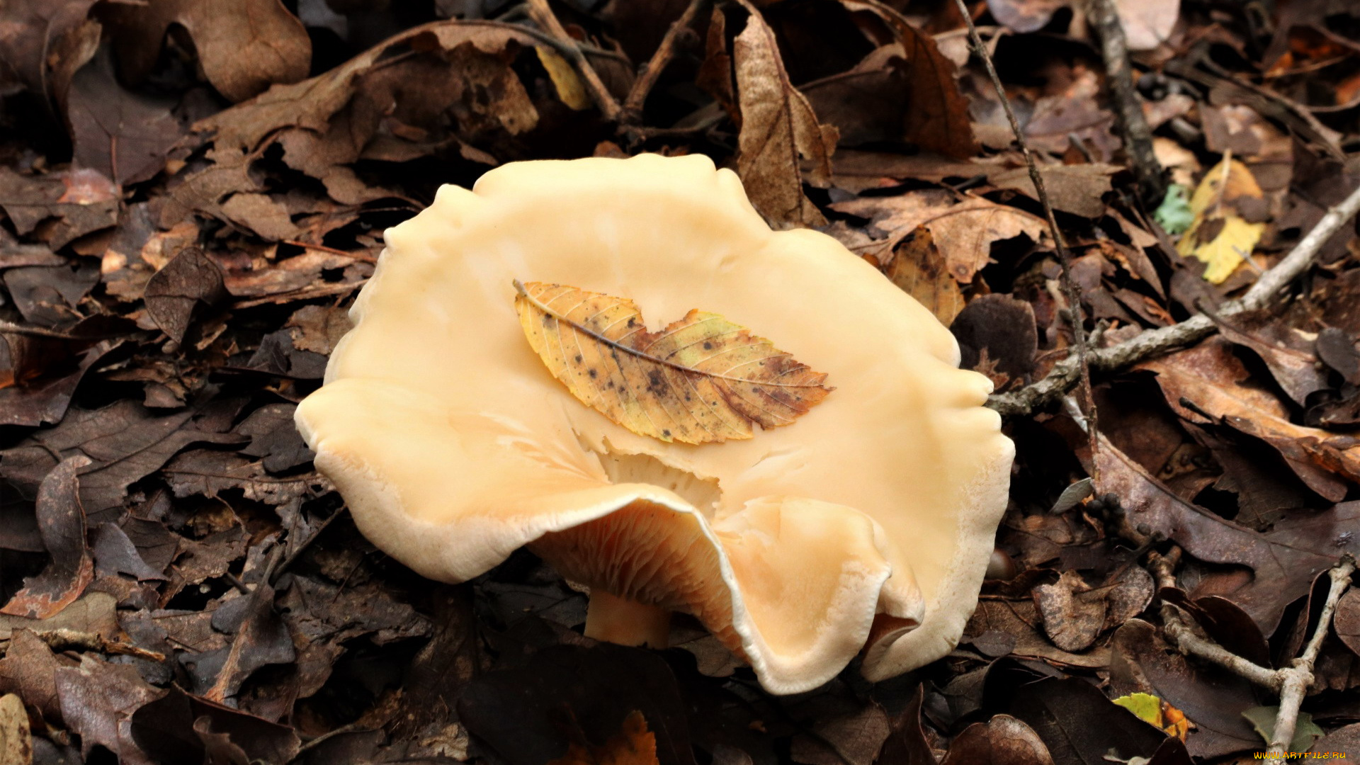 природа, грибы, шляпка, листья, гриб