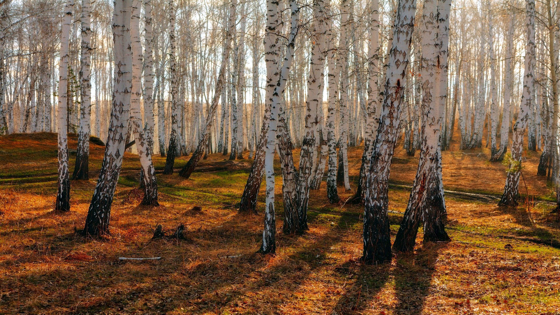 природа, лес, роща, берёзовая