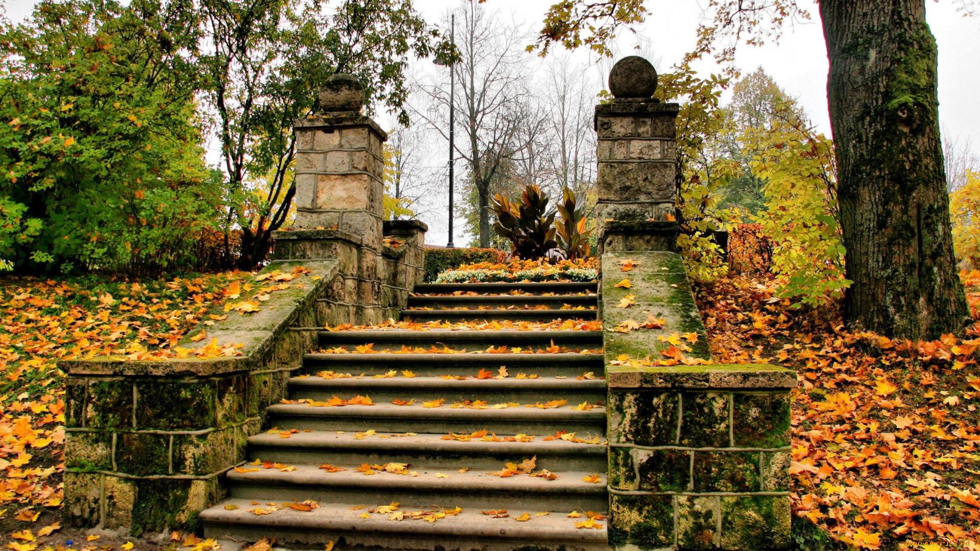 природа, парк, листопад, осень