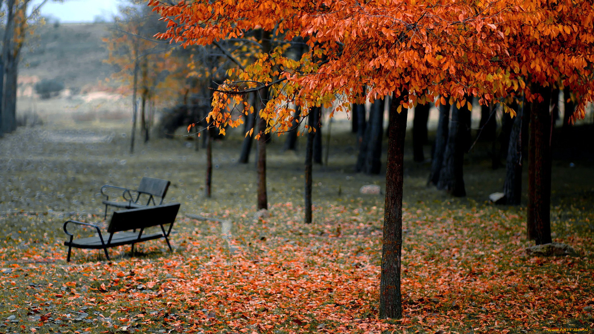 природа, парк, листопад, осень