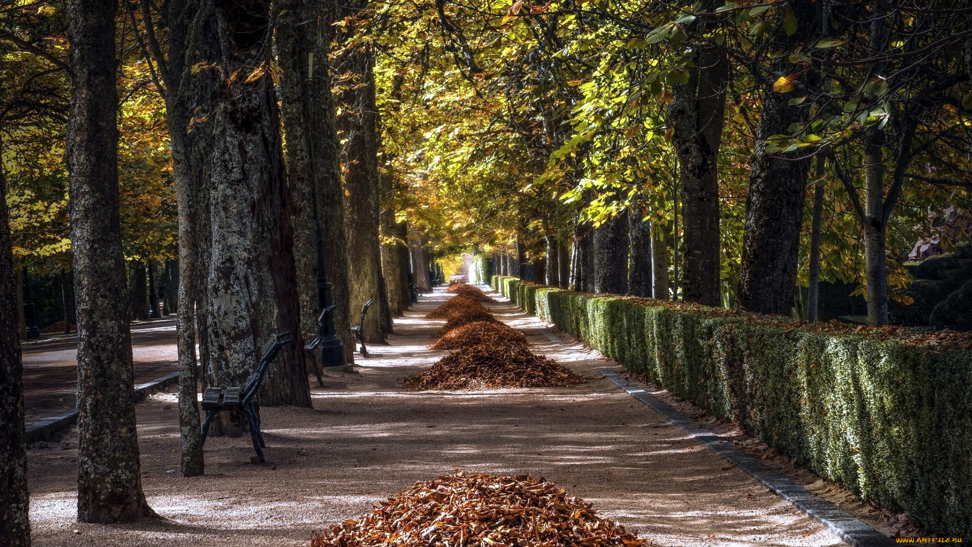 природа, парк, листопад, осень