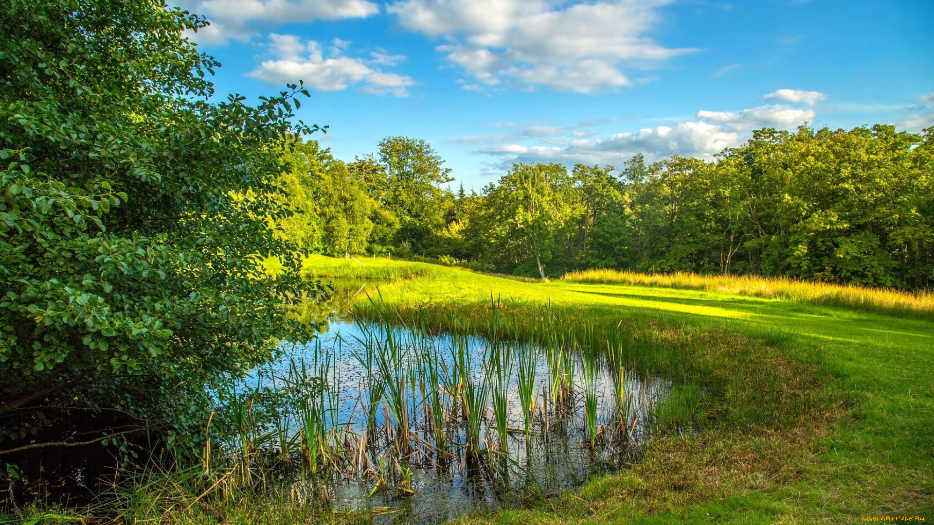 природа, реки, озера, пруд