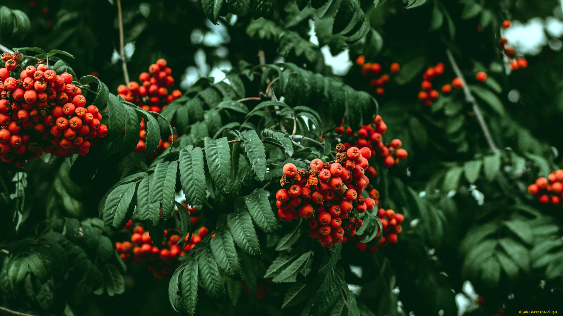 природа, Ягоды, , рябина, рябина