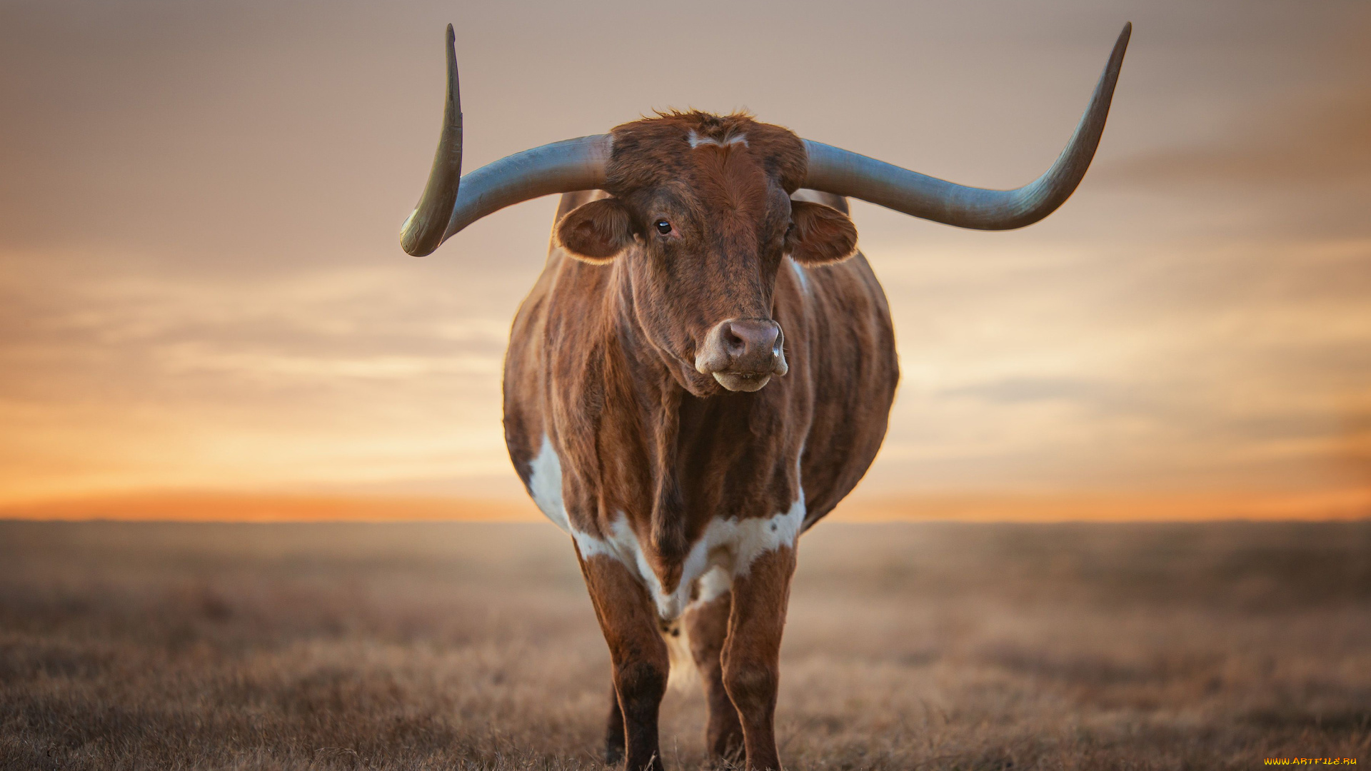 техасский, лонгхорн, животные, коровы, , буйволы, бык, лонгхорн, техасский, скот, домашний, рога