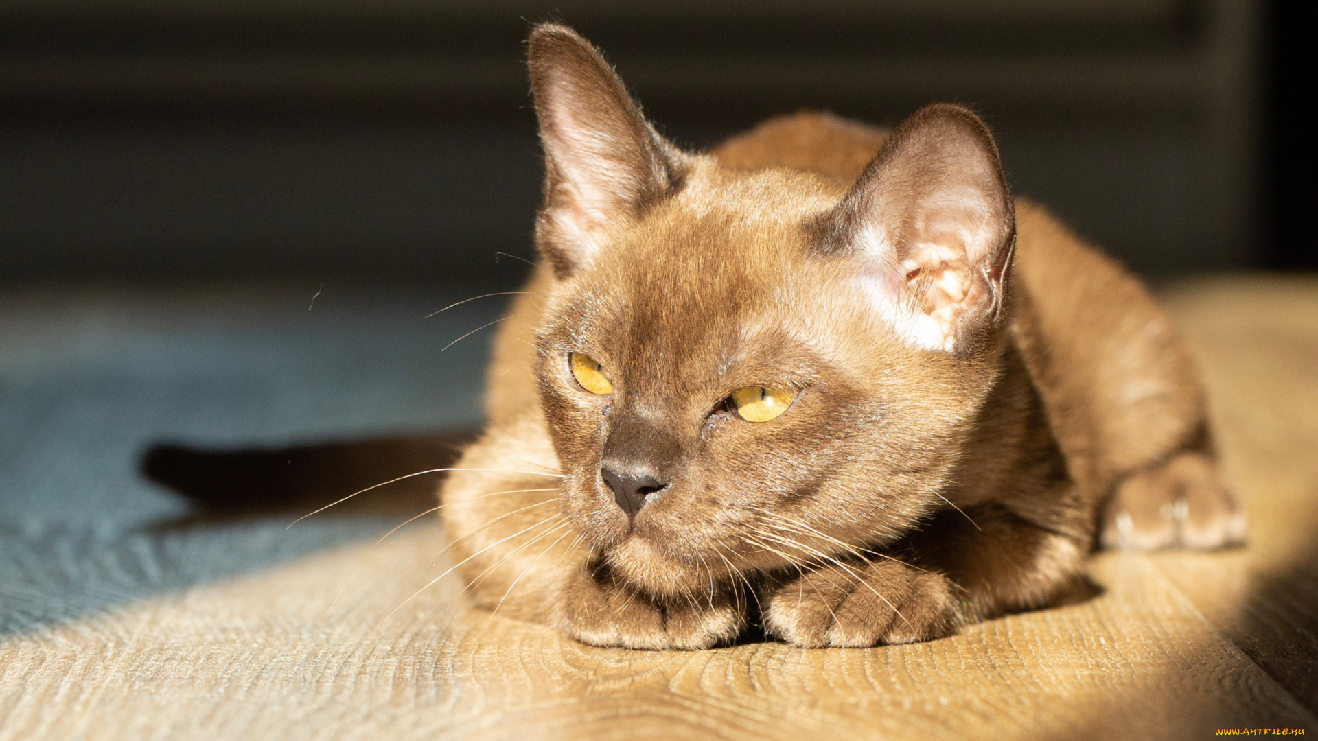 животные, коты, взгляд, мордочка, бурма, бурманская, кошка