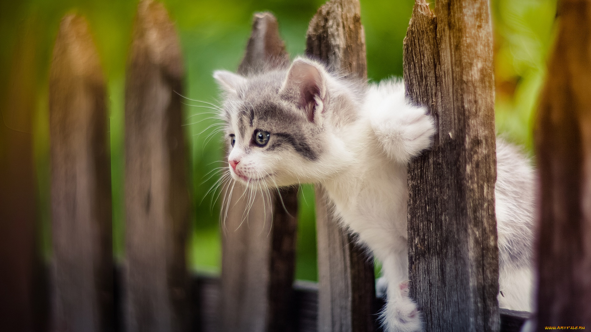 животные, коты, забор, малыш, котёнок, любопытный