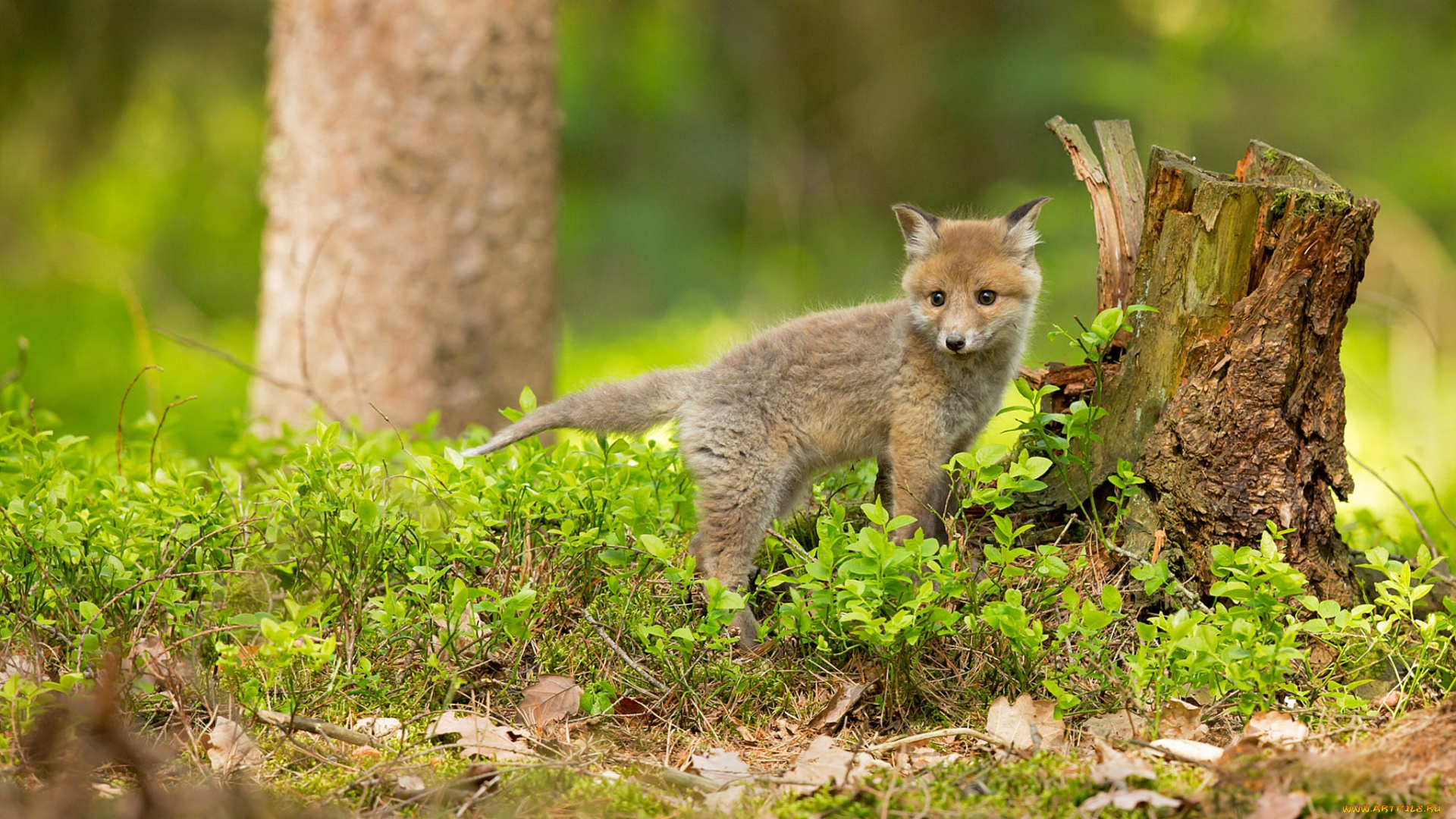 животные, лисы, поза, природа, листья, взгляд, трава, лес, зелень, лисица, лисенок, лисёнок, лиса, малыш, маленький, весна, пень, фон, дерево