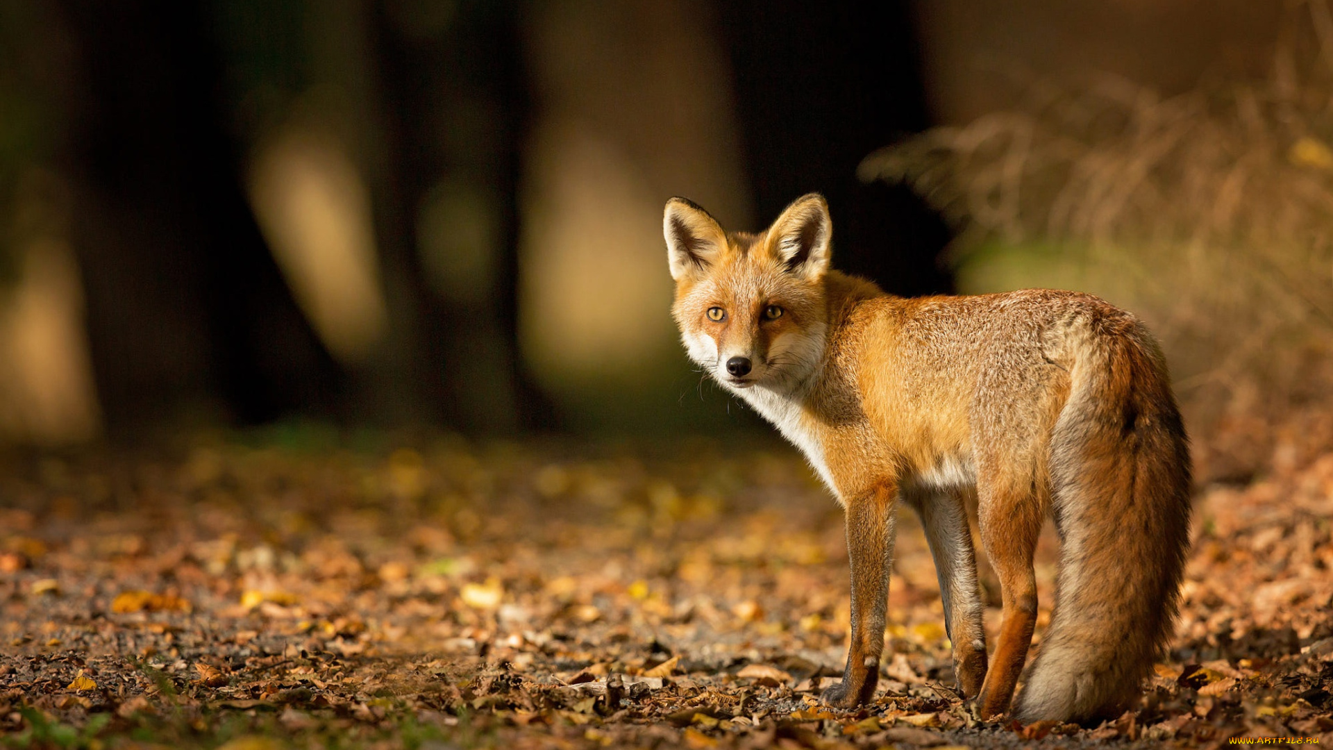 животные, лисы, рыжая, хвост, лиса, листва, деревья, природа, темный, фон, стволы, свет, листья, морда, взгляд, лес, осень, лисица