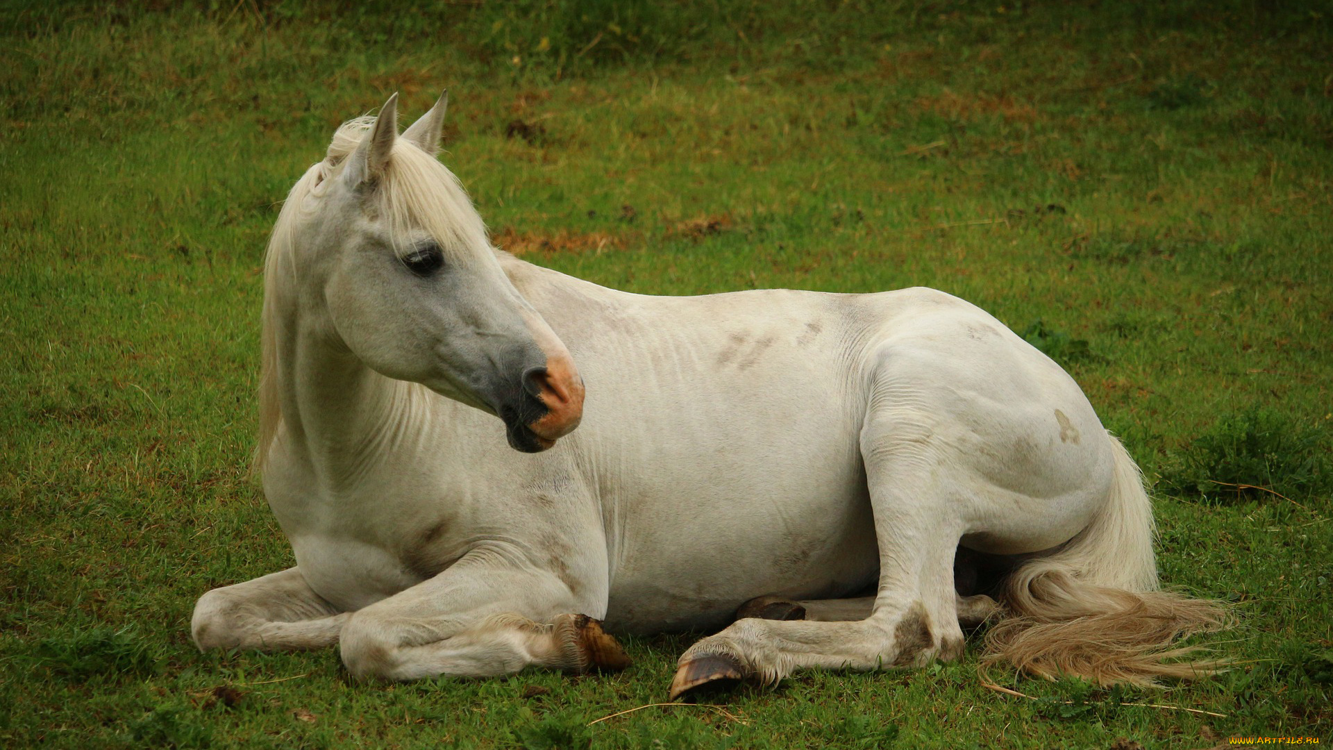 животные, лошади, лошадь, percheron, сила, мощь, белая, непарнокопытные