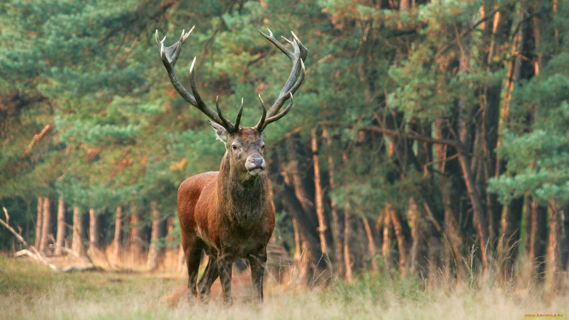 животные, олени, поляна, лес, рога, олень